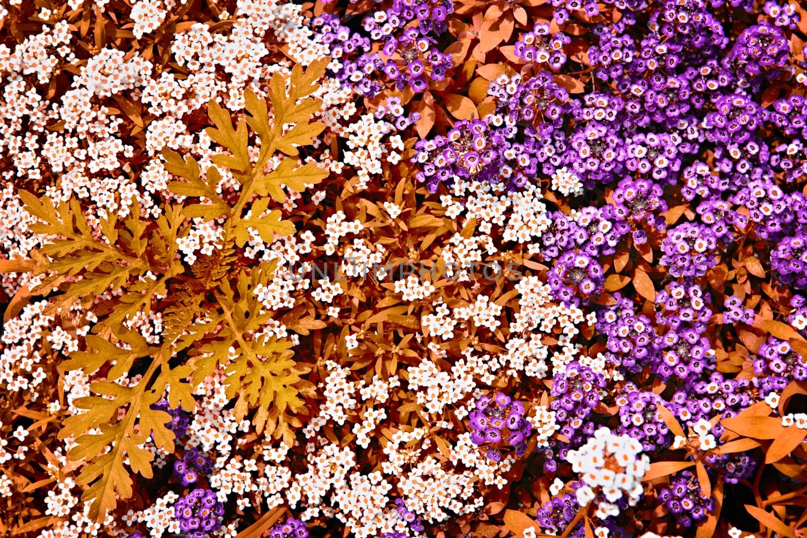 White and purple rock cress flowers