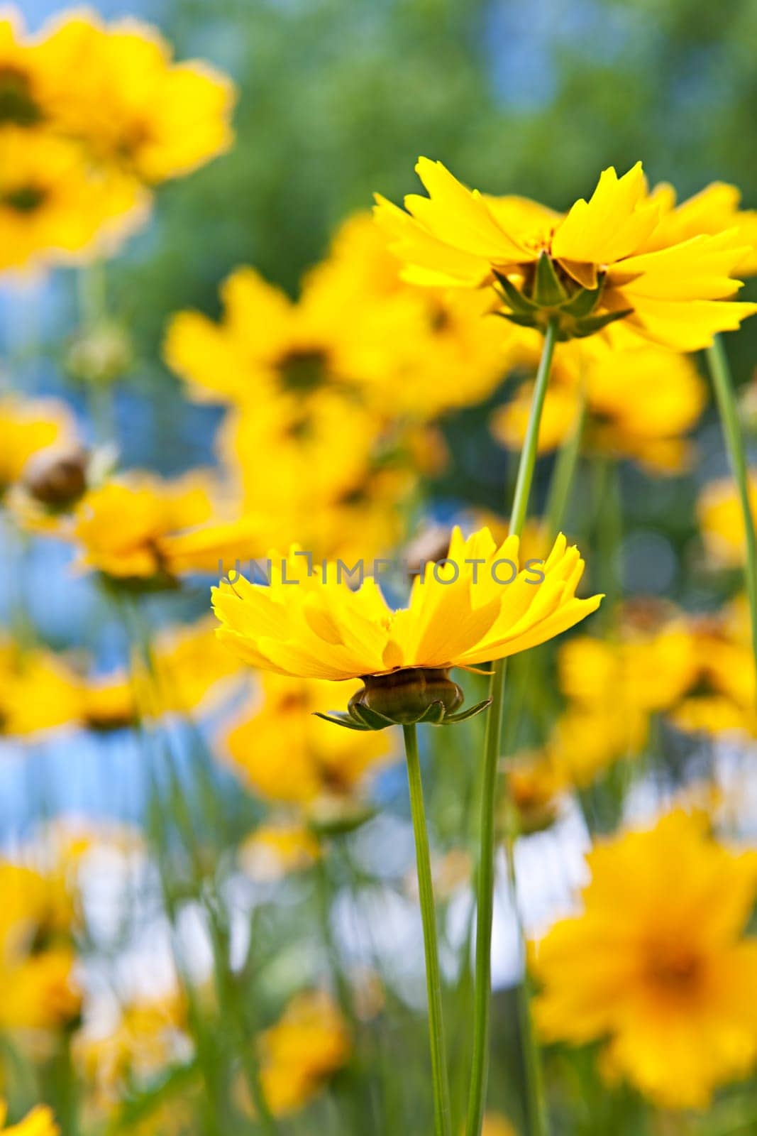 Yellow coreopsis flowers