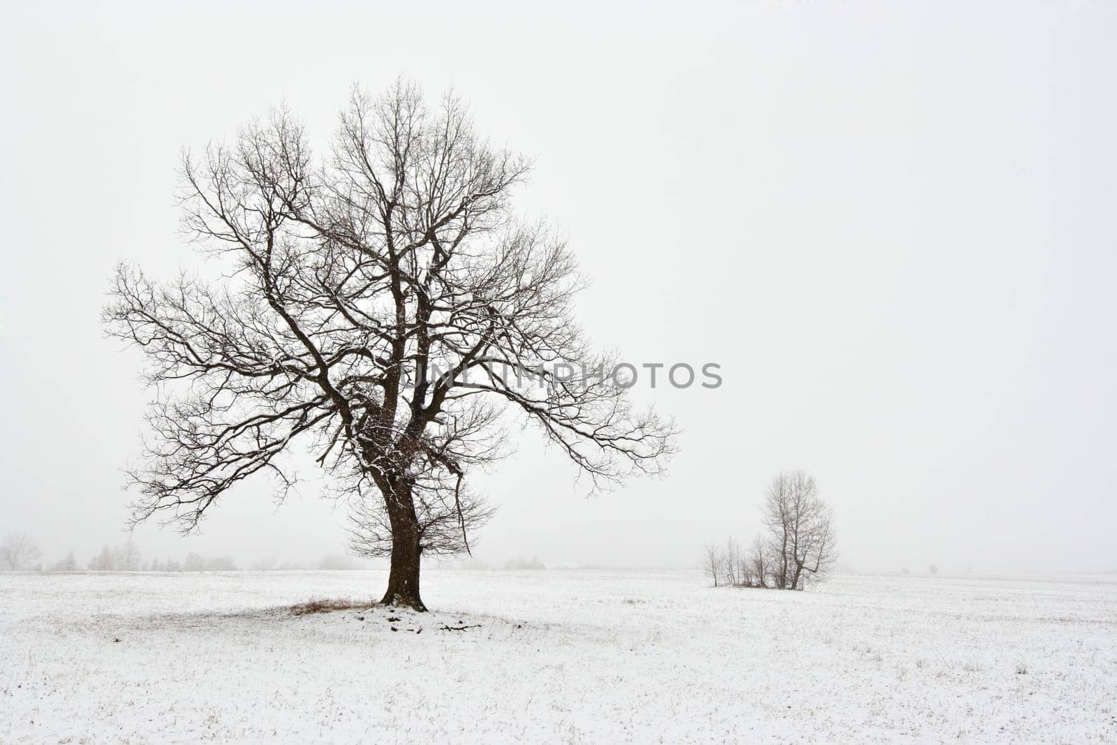 snowy winter landscape with tree