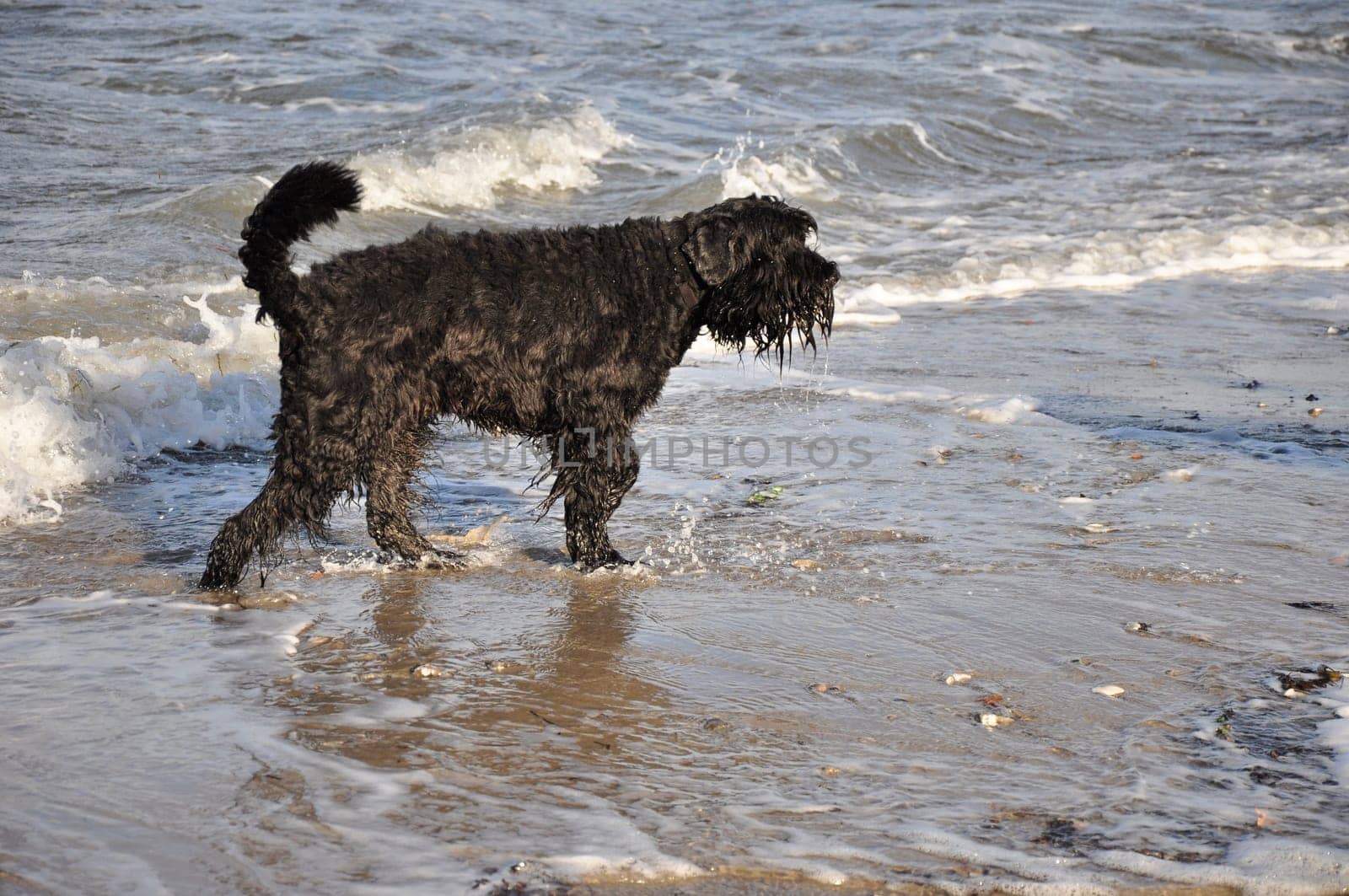 dog at the beach
