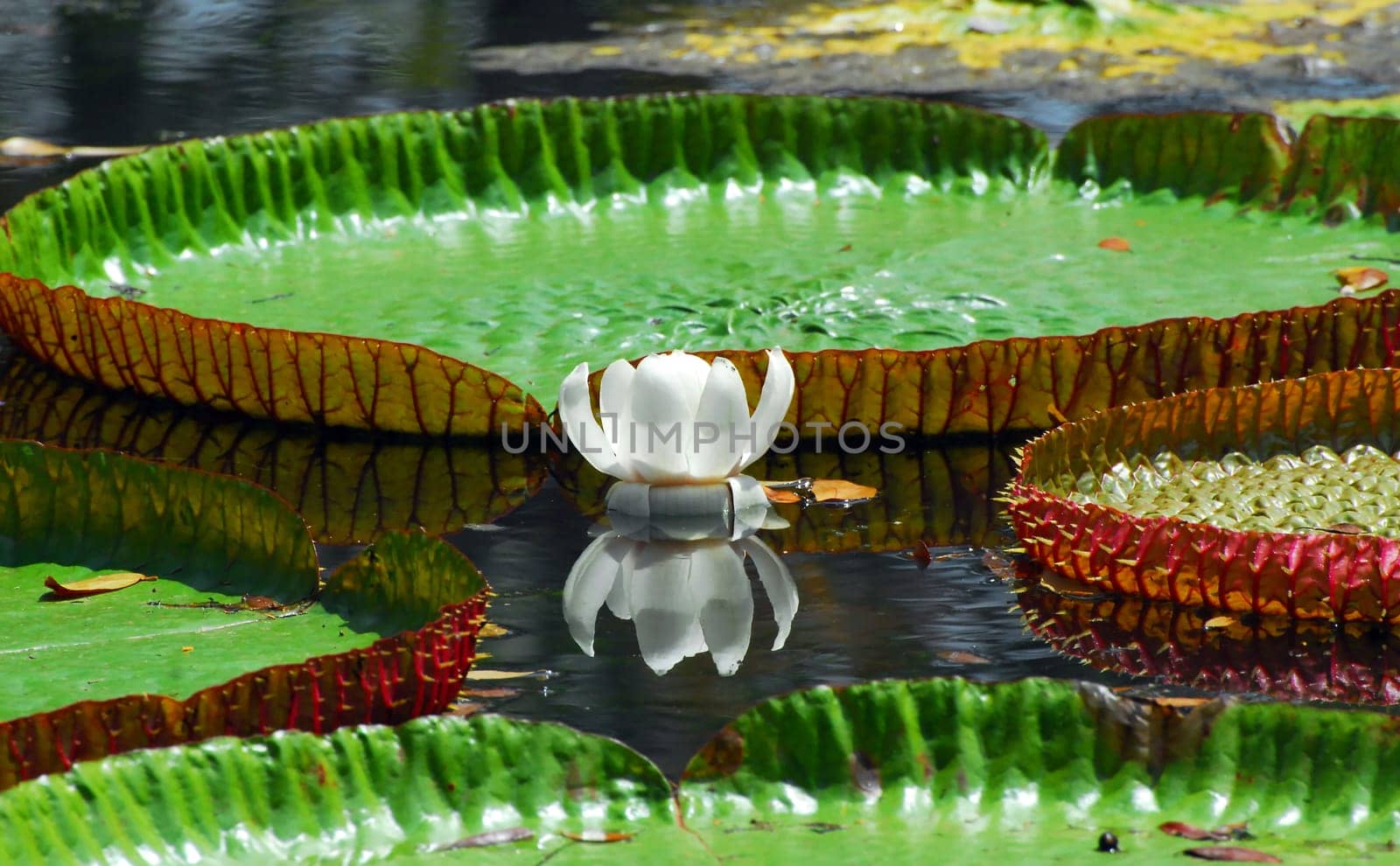 Victoria Water Lily