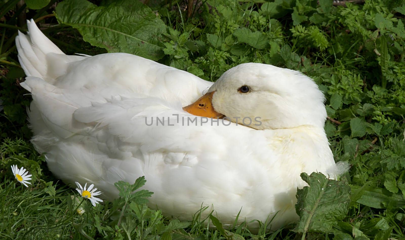 Organic Duck