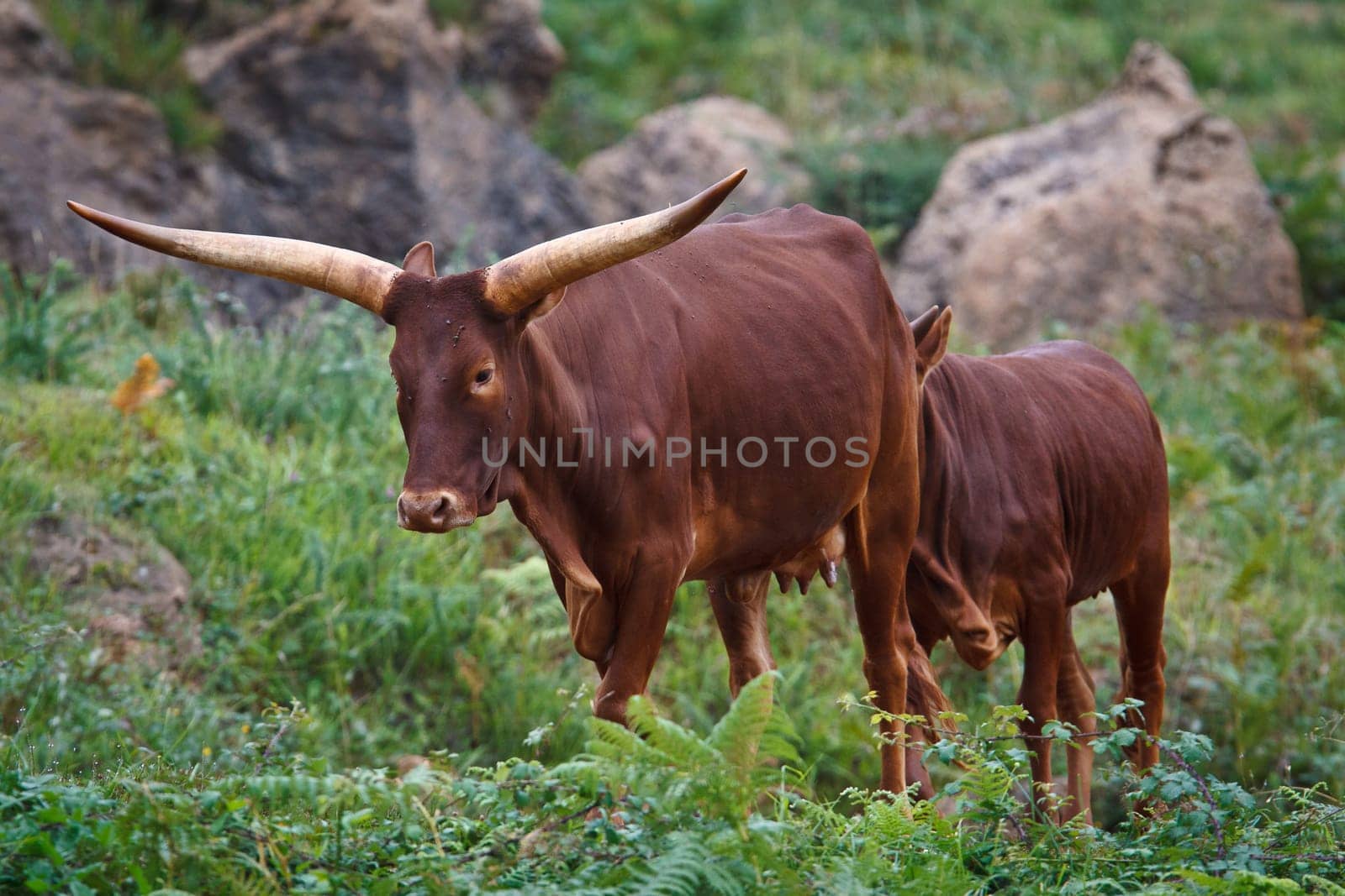 Ankole Watusi