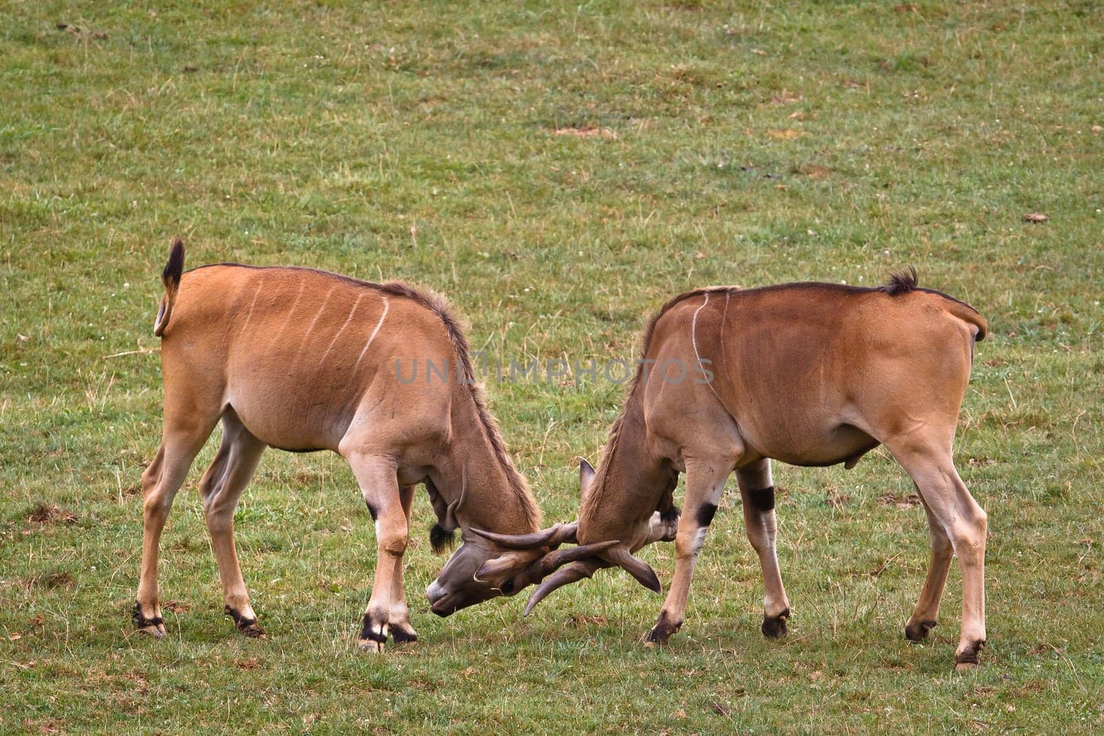 Two eland fighting