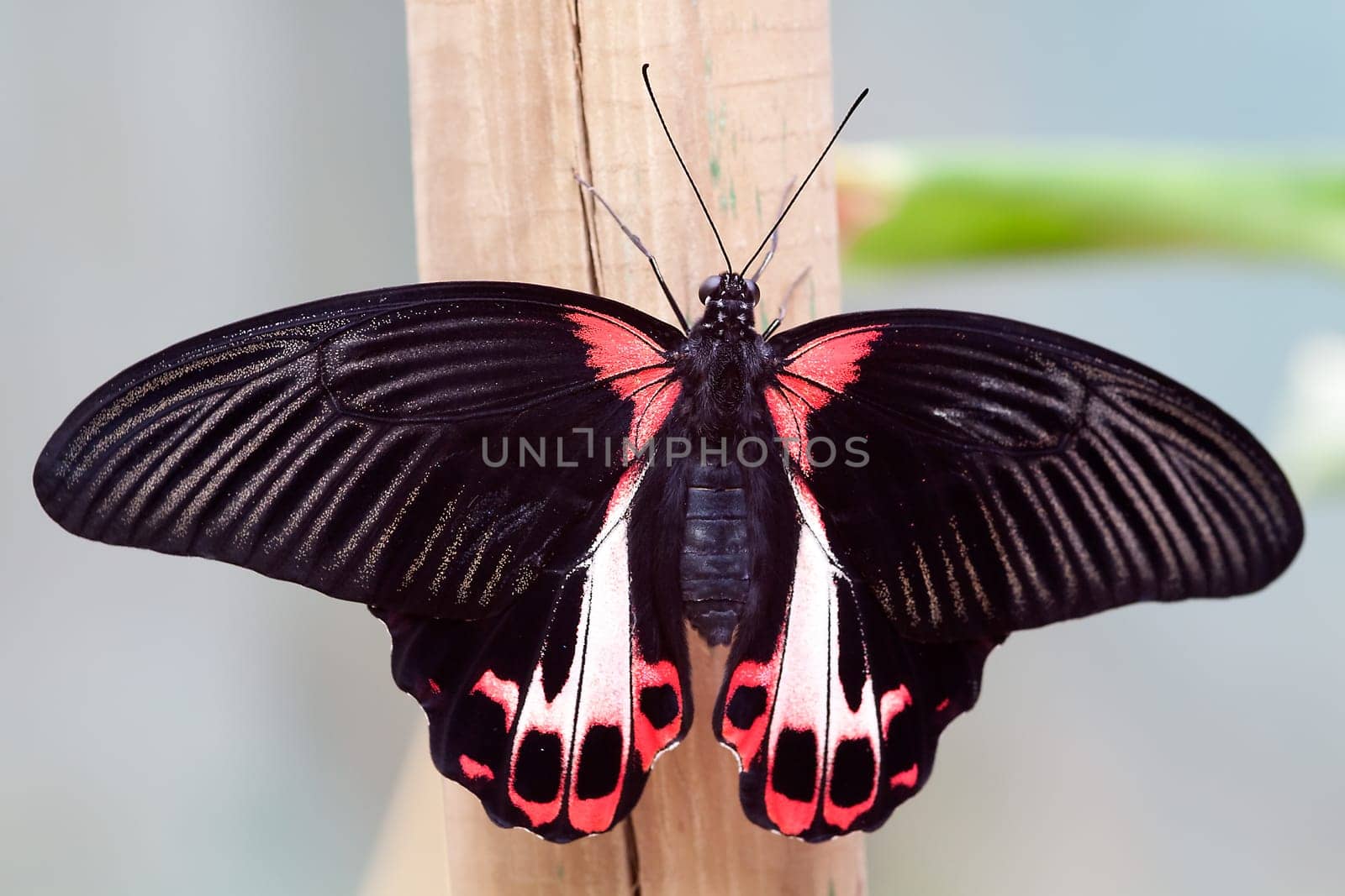 Papilio memnon