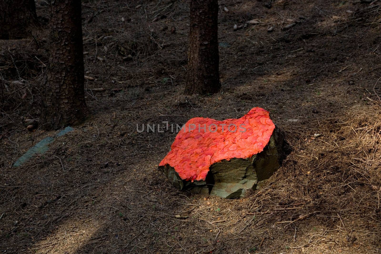 Country art in the forest with poppies