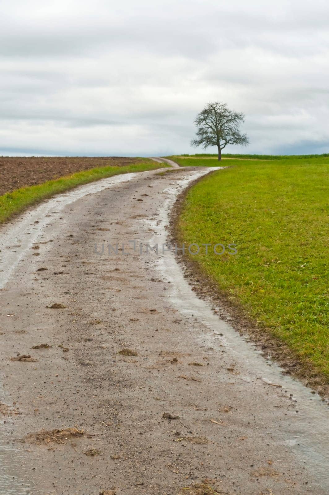 Tree by the wayside