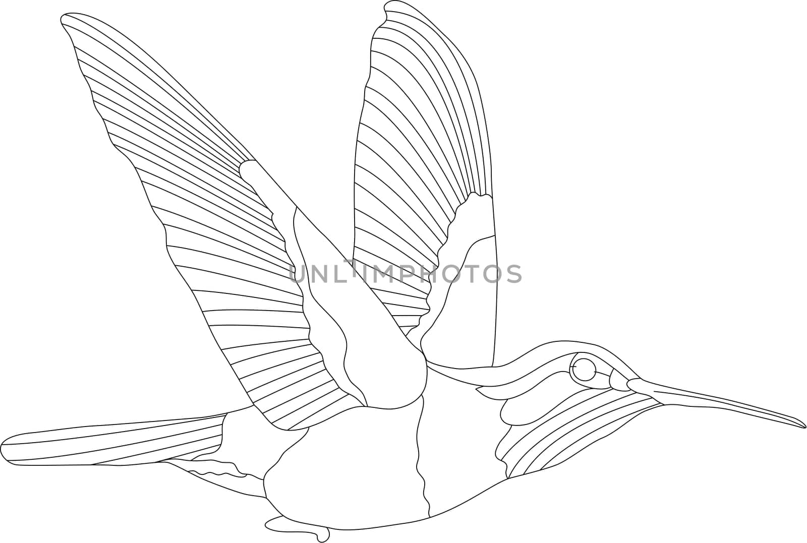 hummingbird
