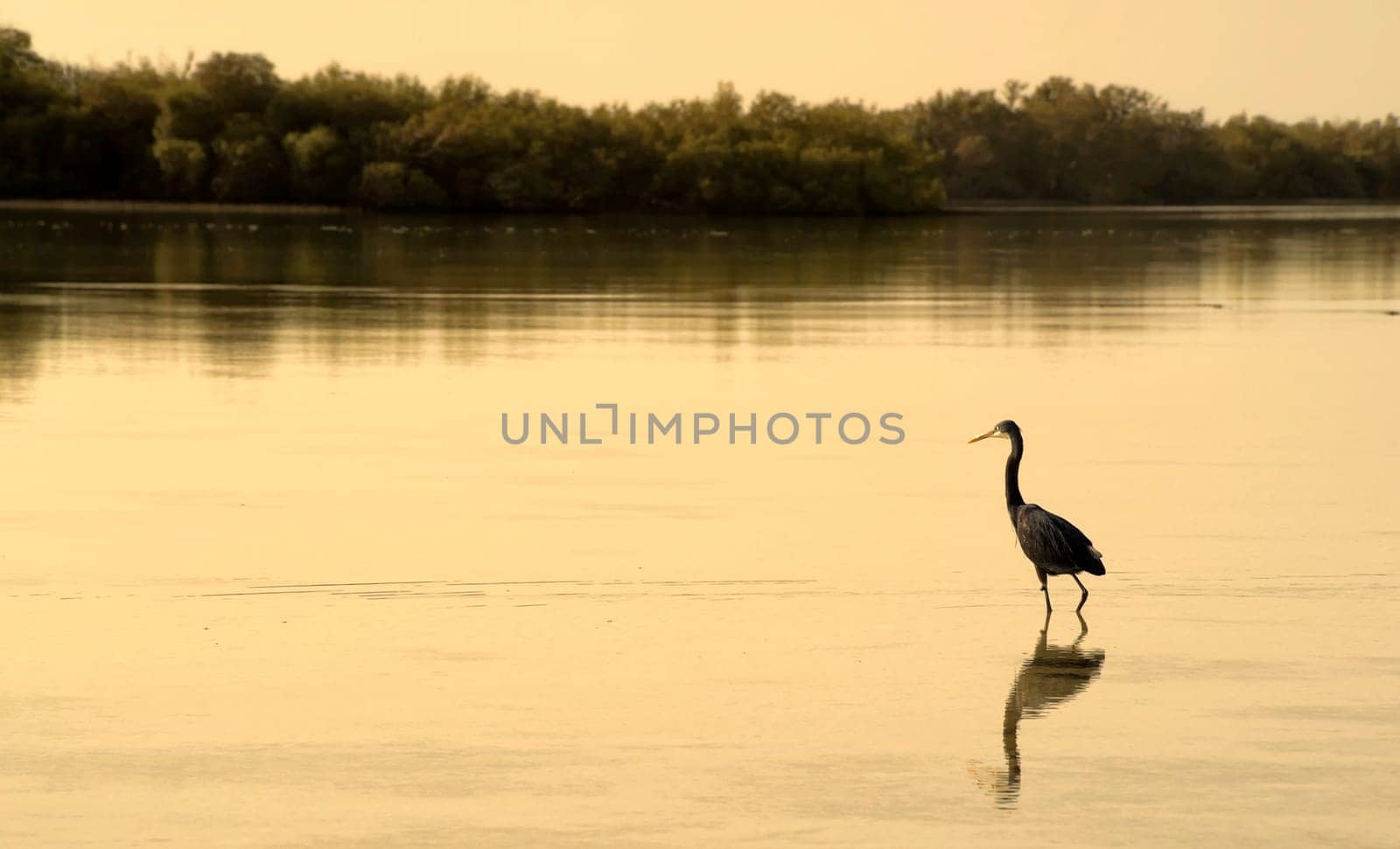 Grey Heron in Wadi Nabq