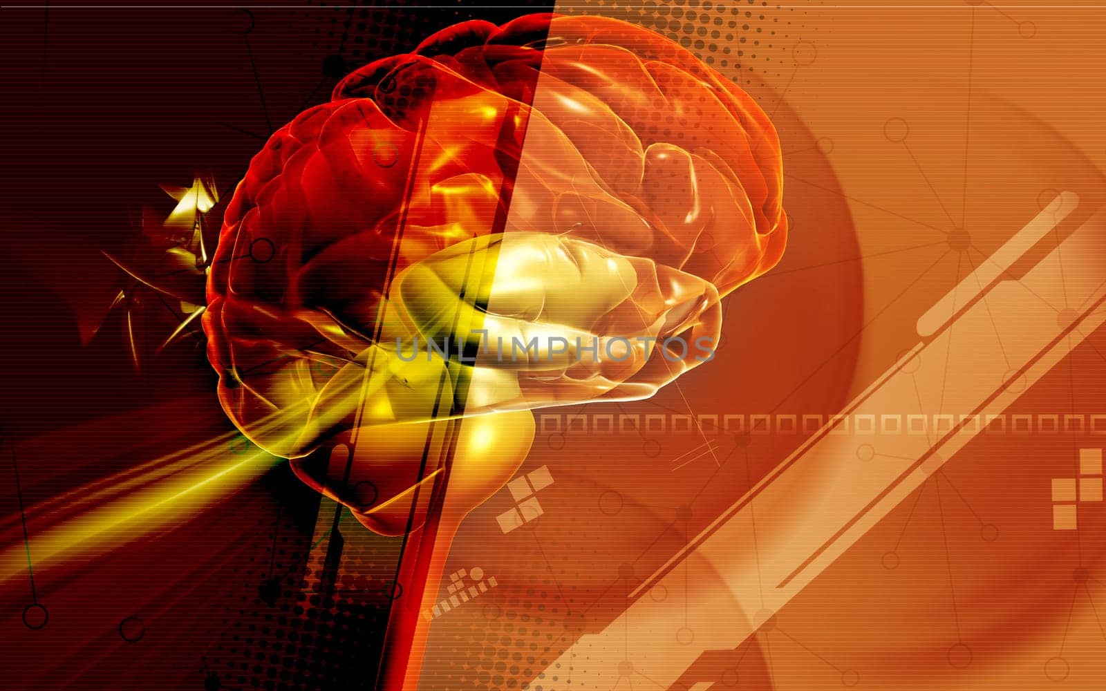 Brain