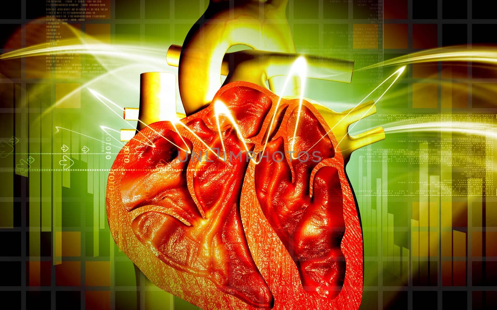 Heart