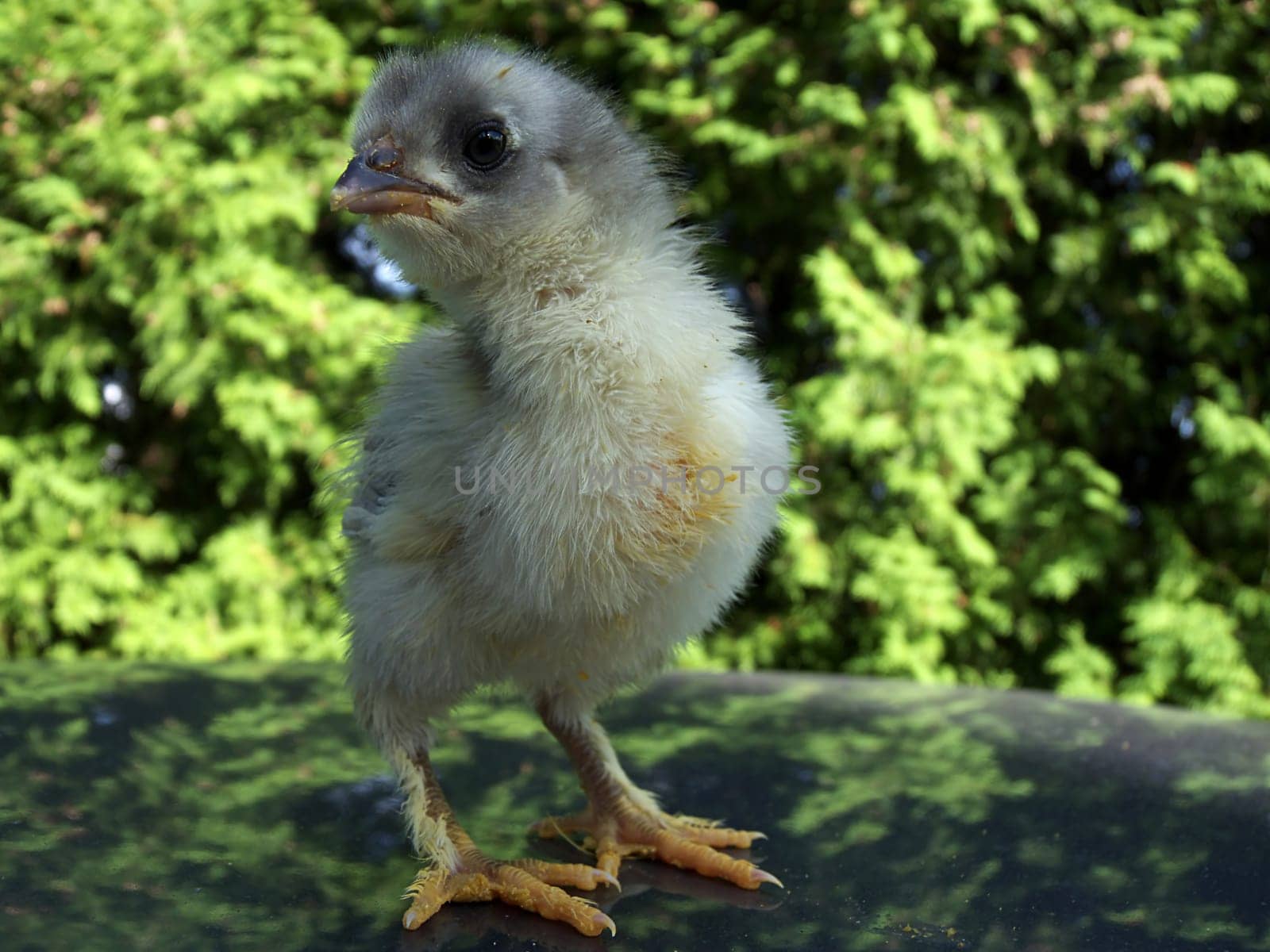chick