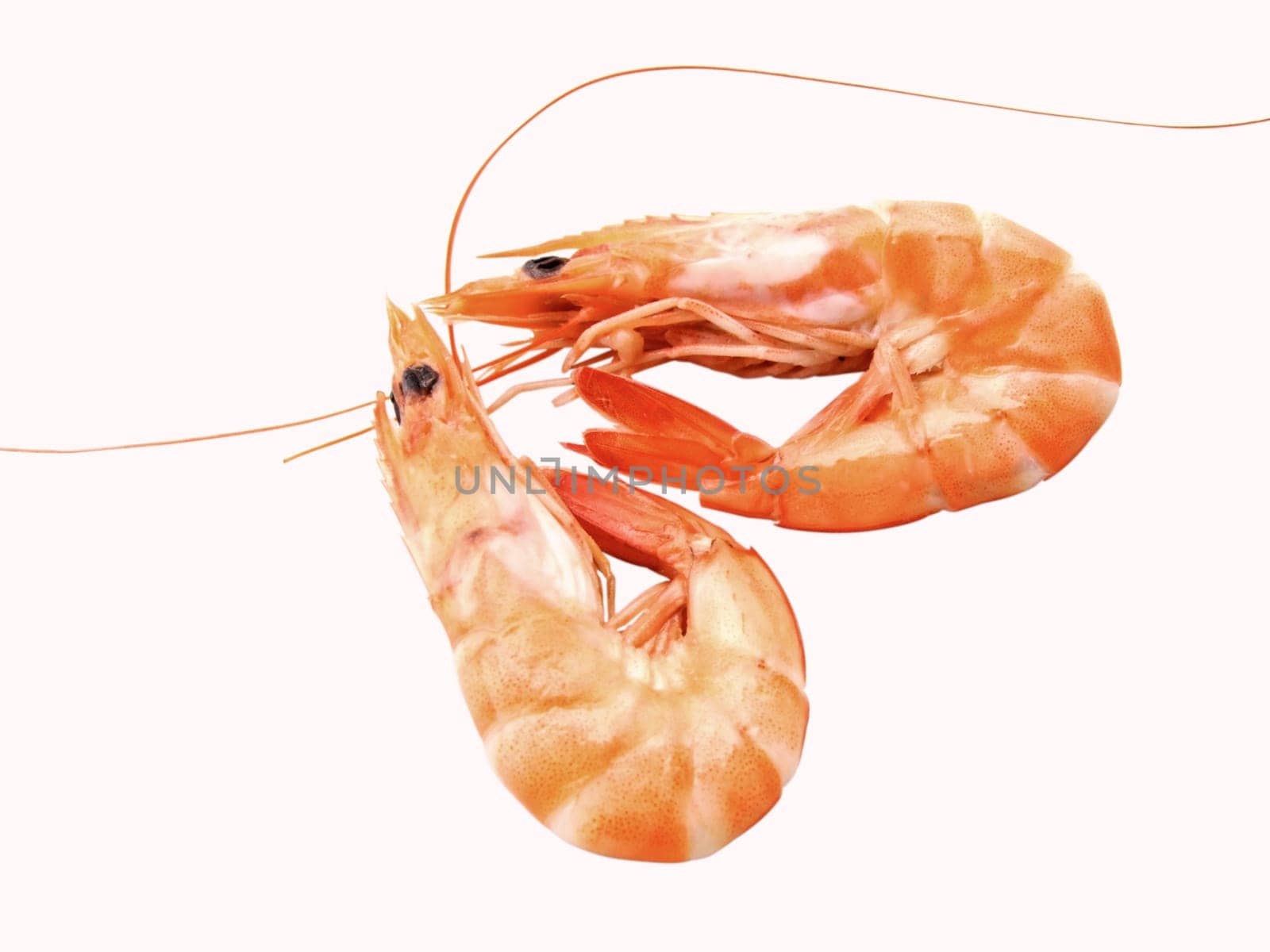 Two shrimps