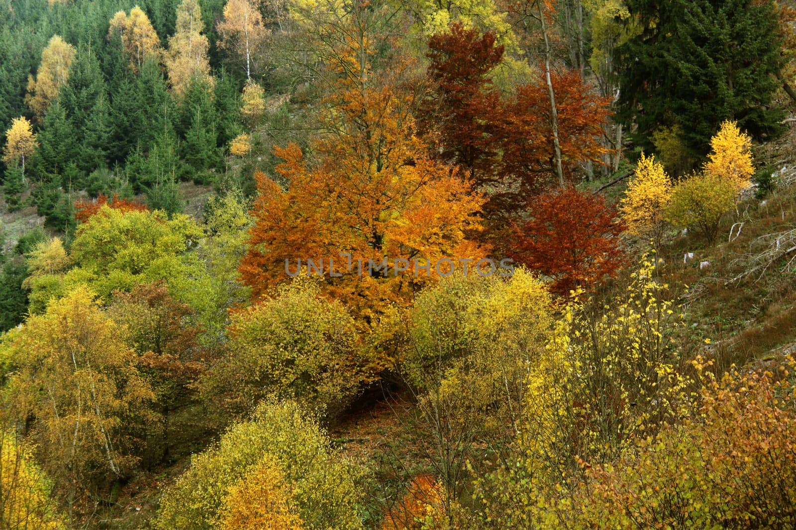 Carotenoids,xanthophylls,anthocyanins