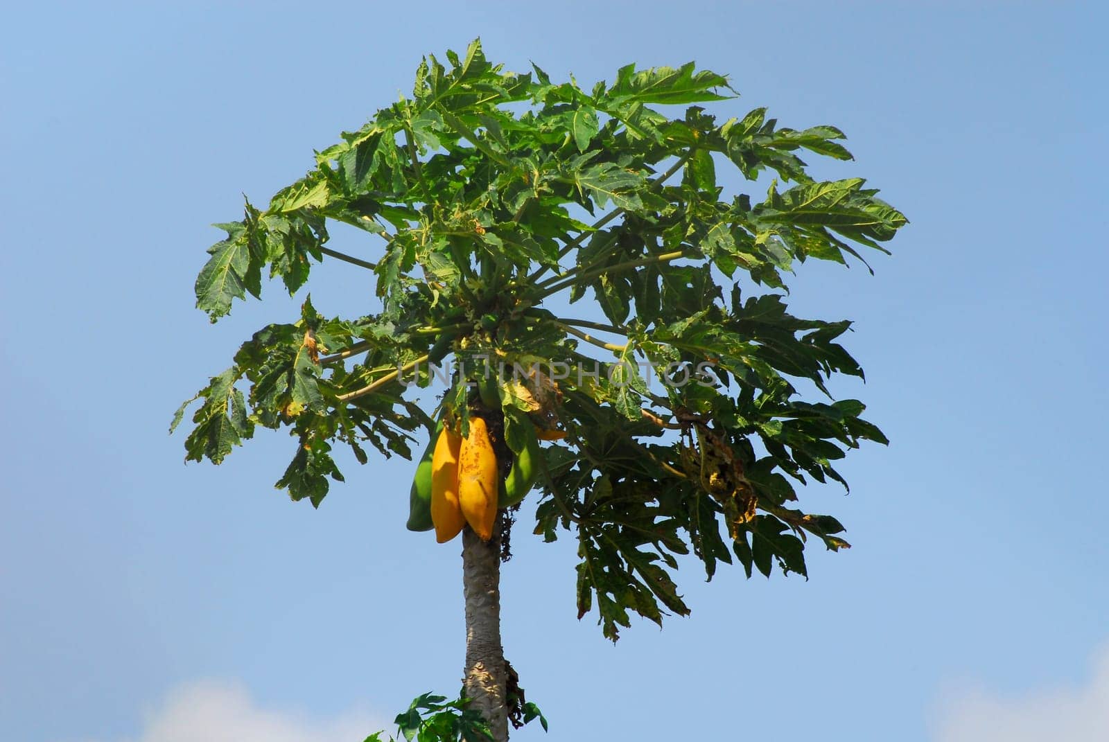 Papaya Tree
