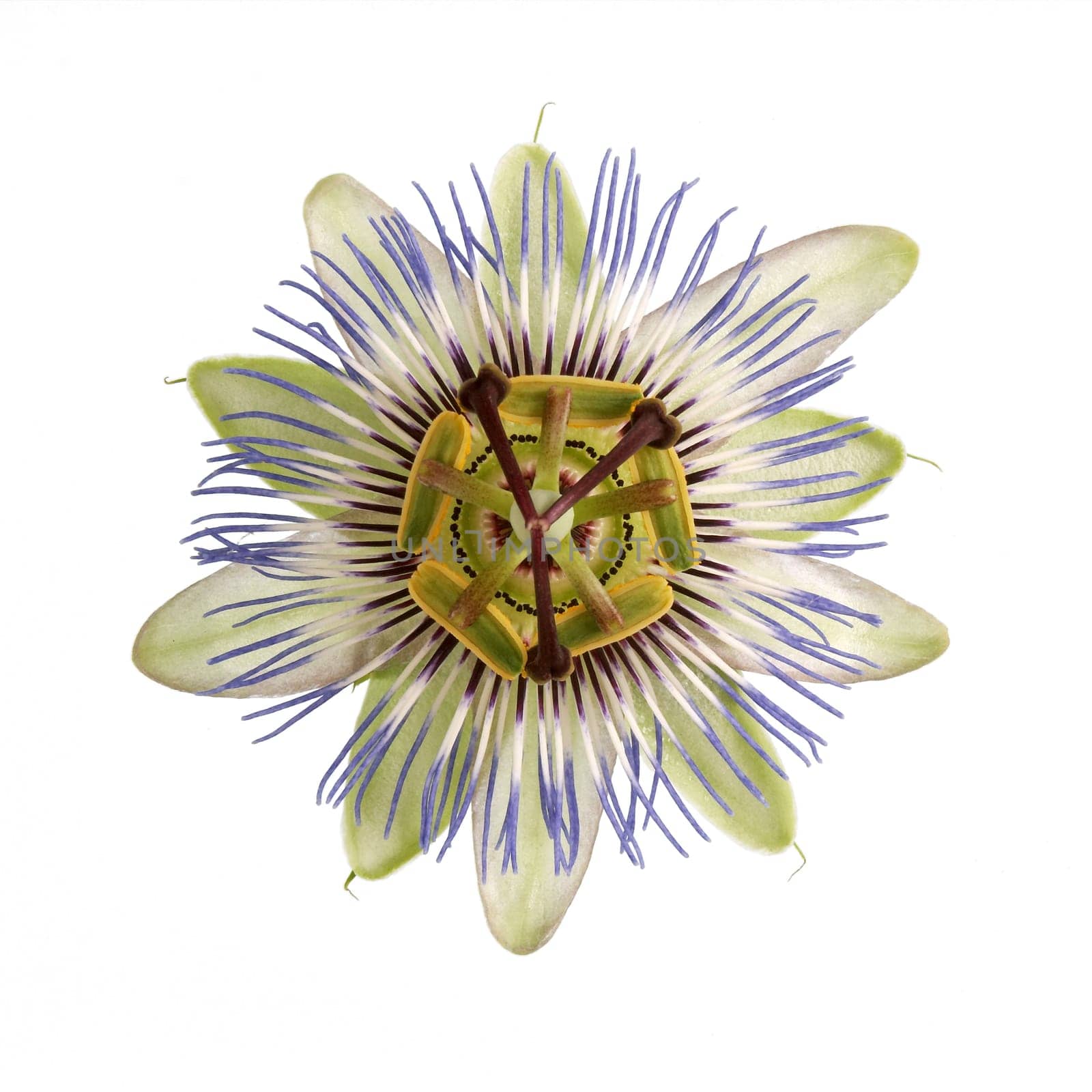 Single Passion Flower