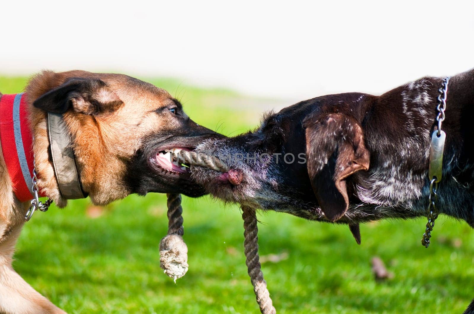 Playing Dogs
