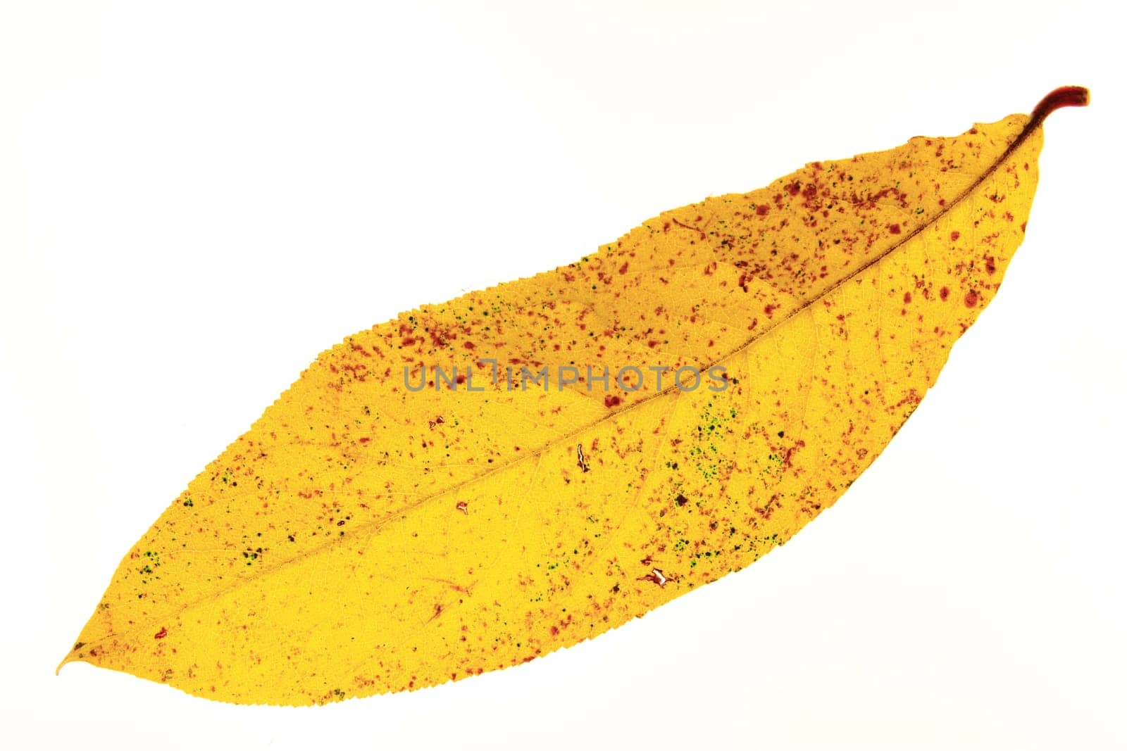 yellow sheet isolated