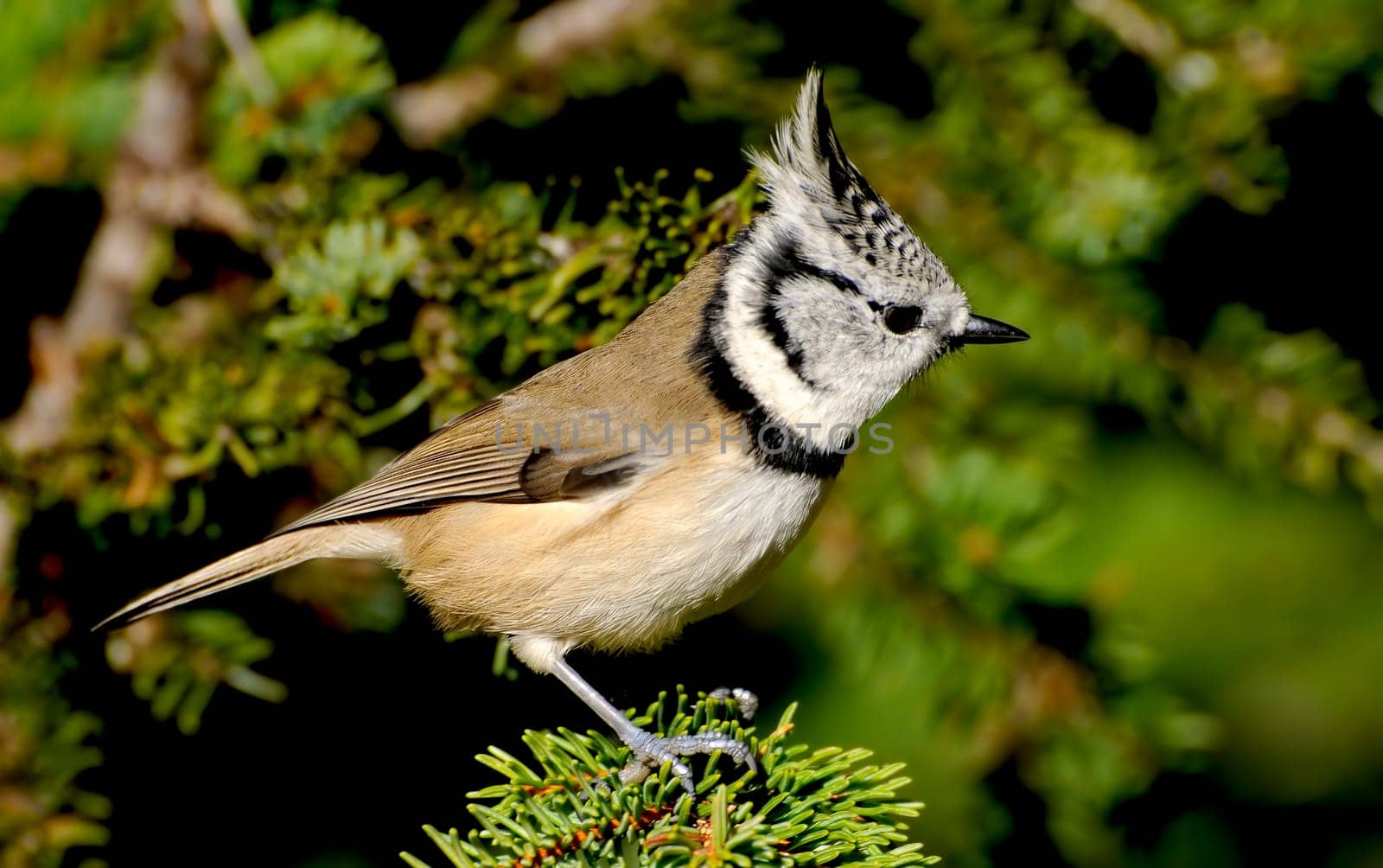 Crested III