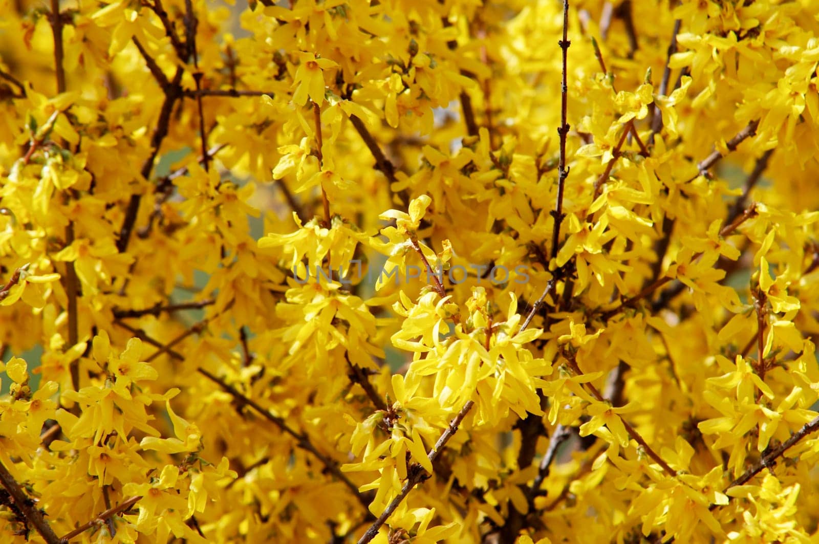 in blossom