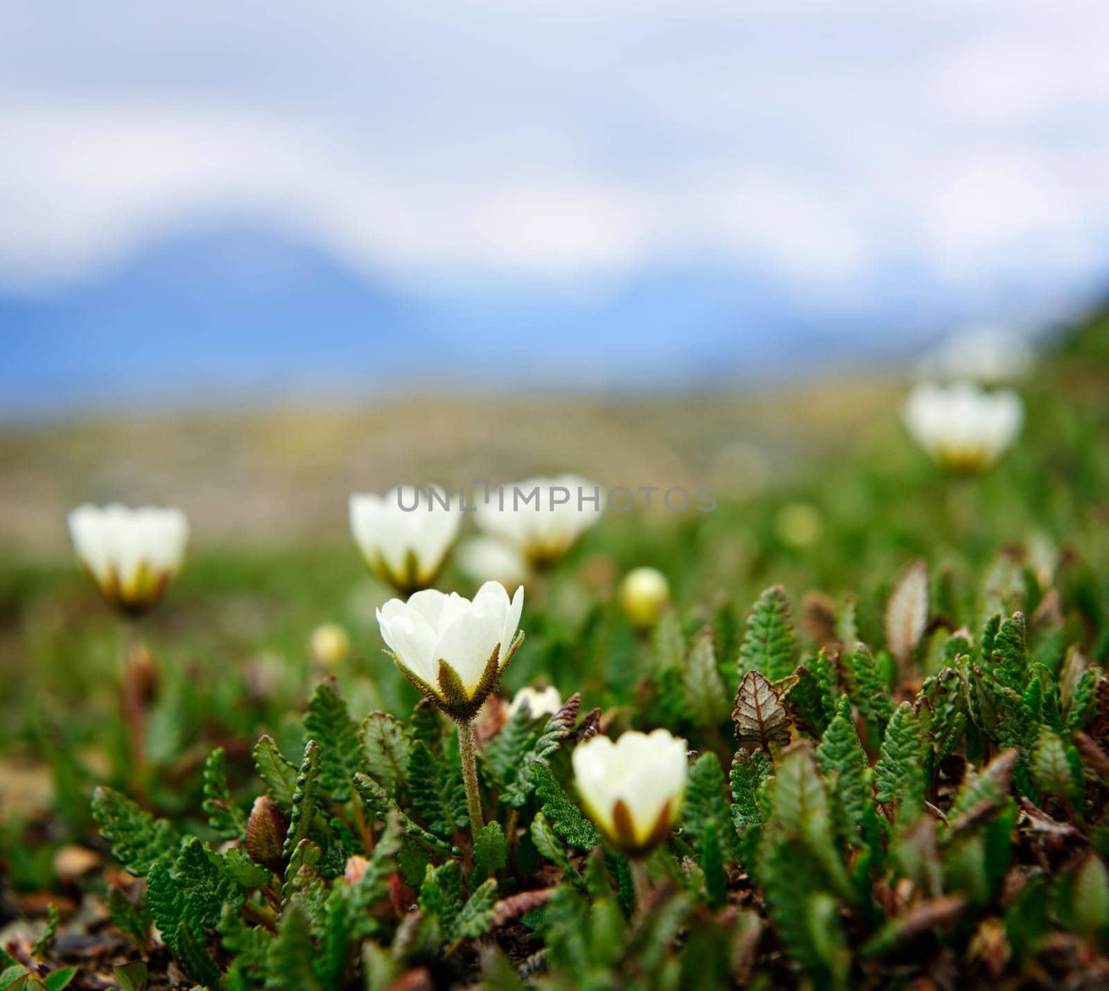 Alpine meadow in Jasper National Park