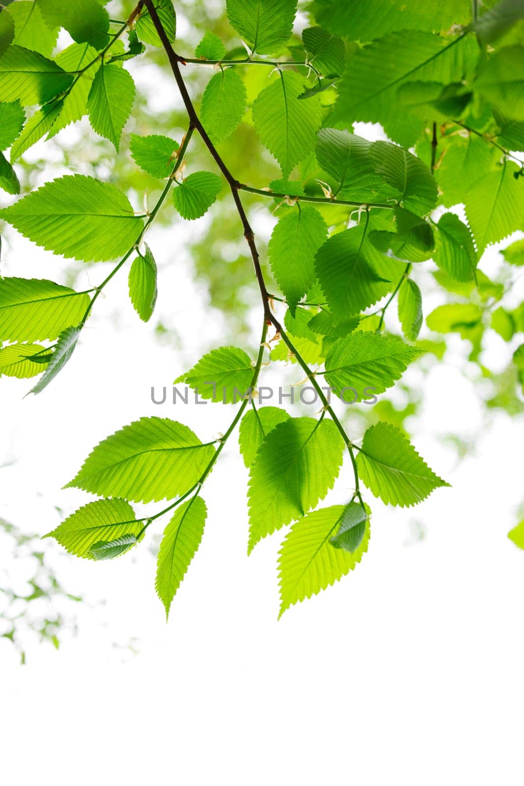 Green spring leaves on white background