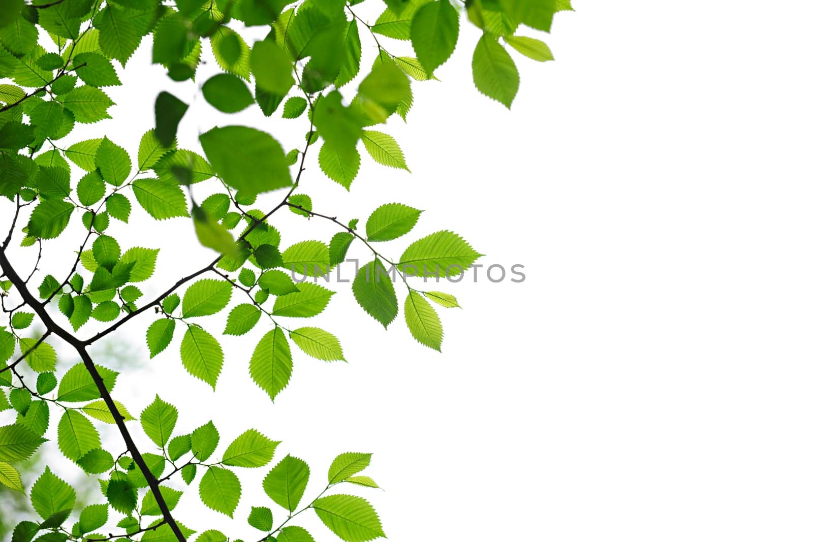 Green spring leaves on white background