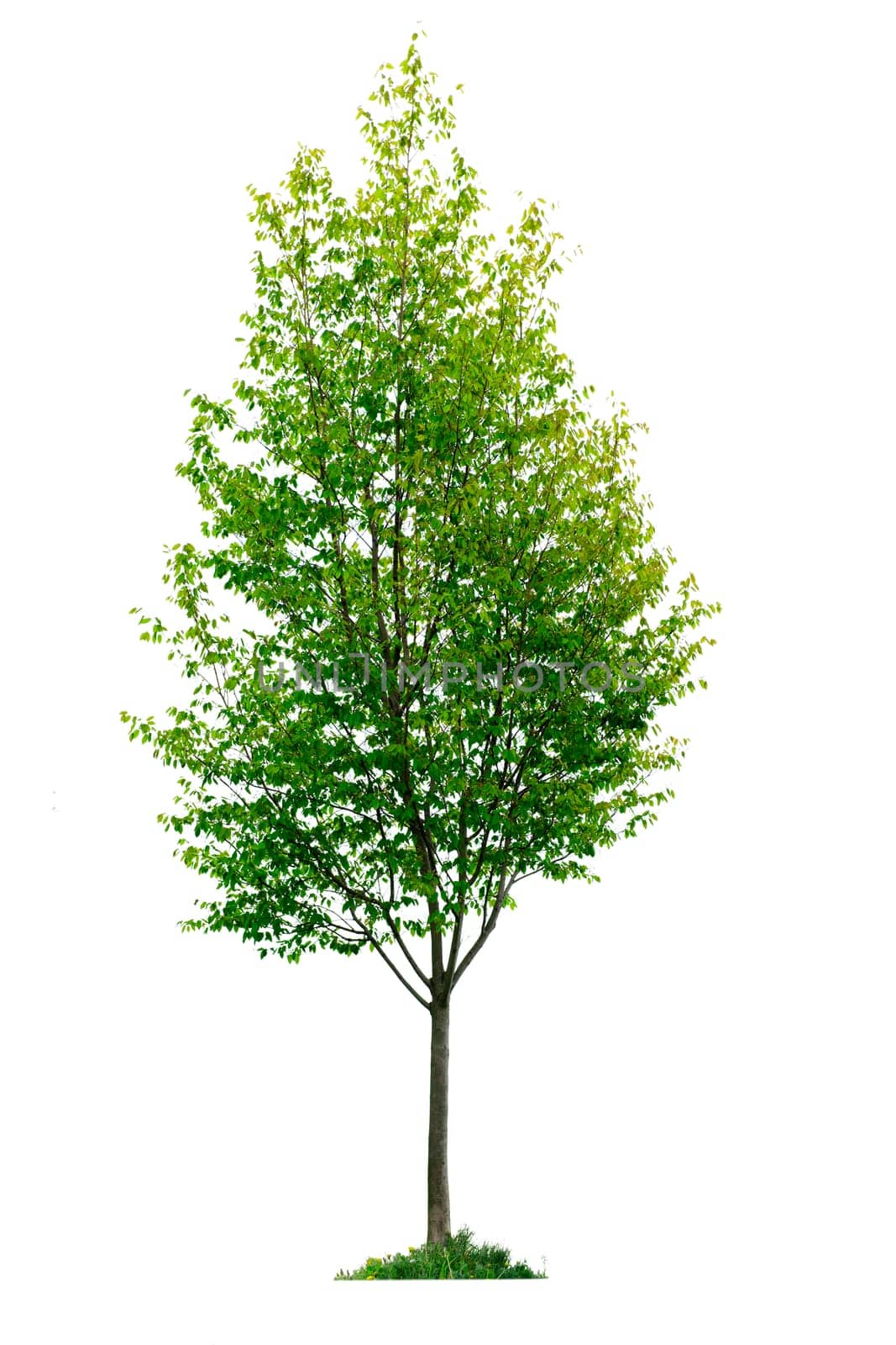 Isolated young tree