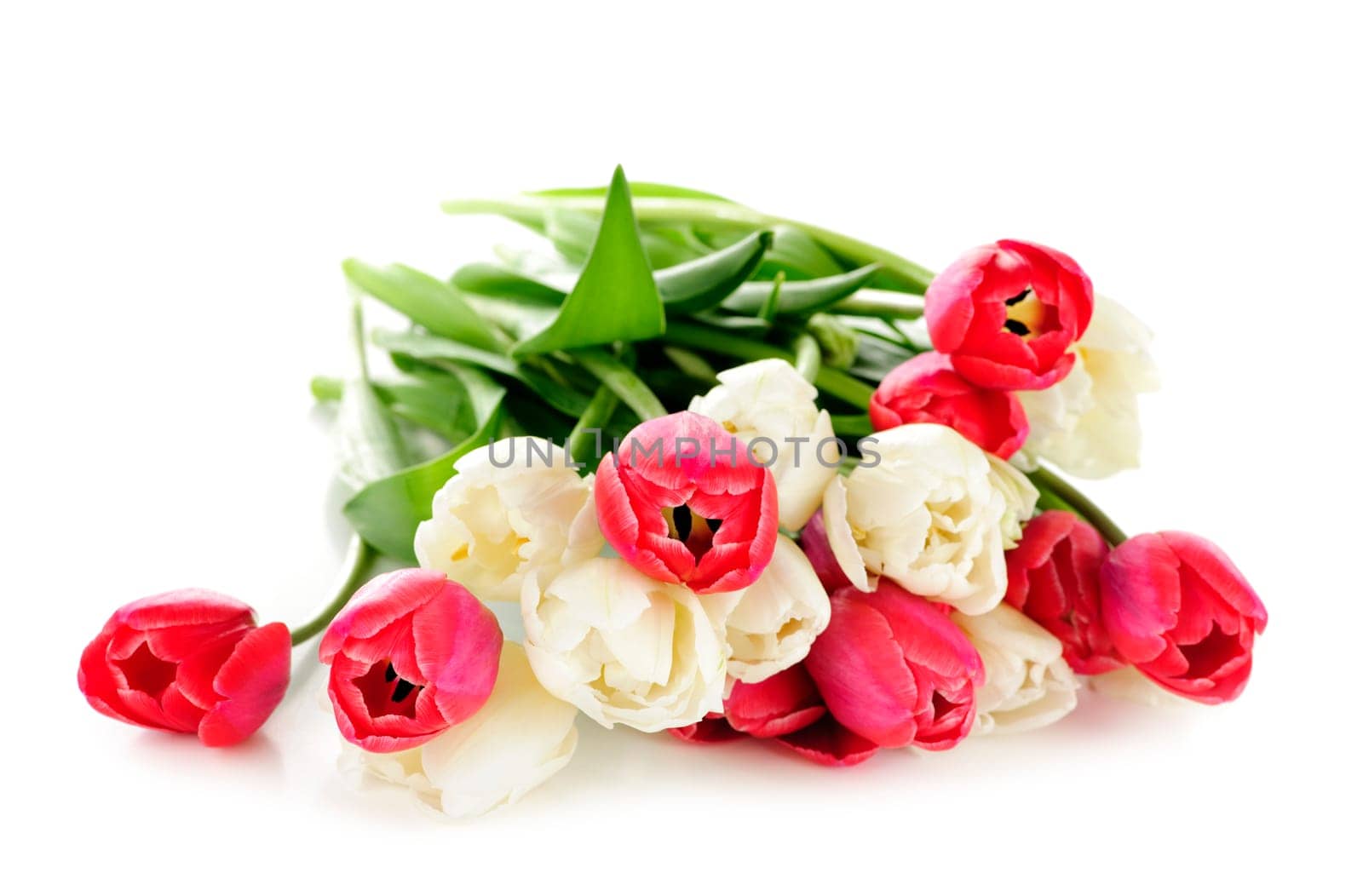 Red and white tulips