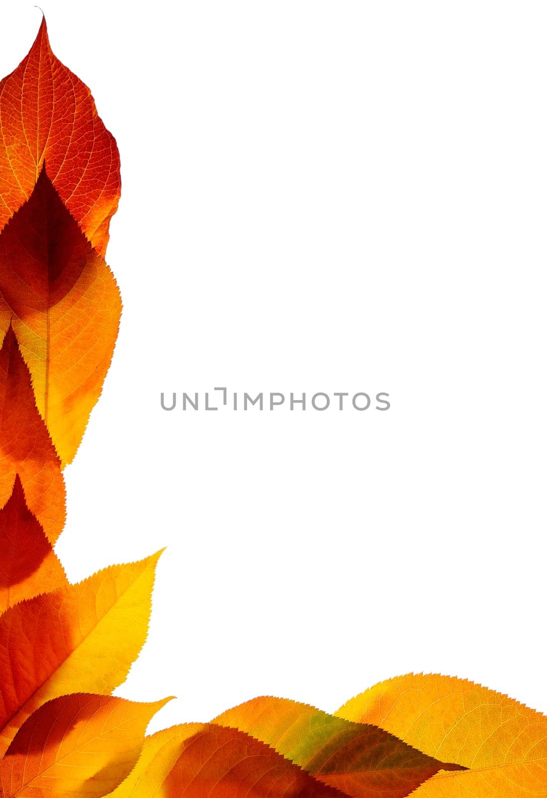 Autumn leaves