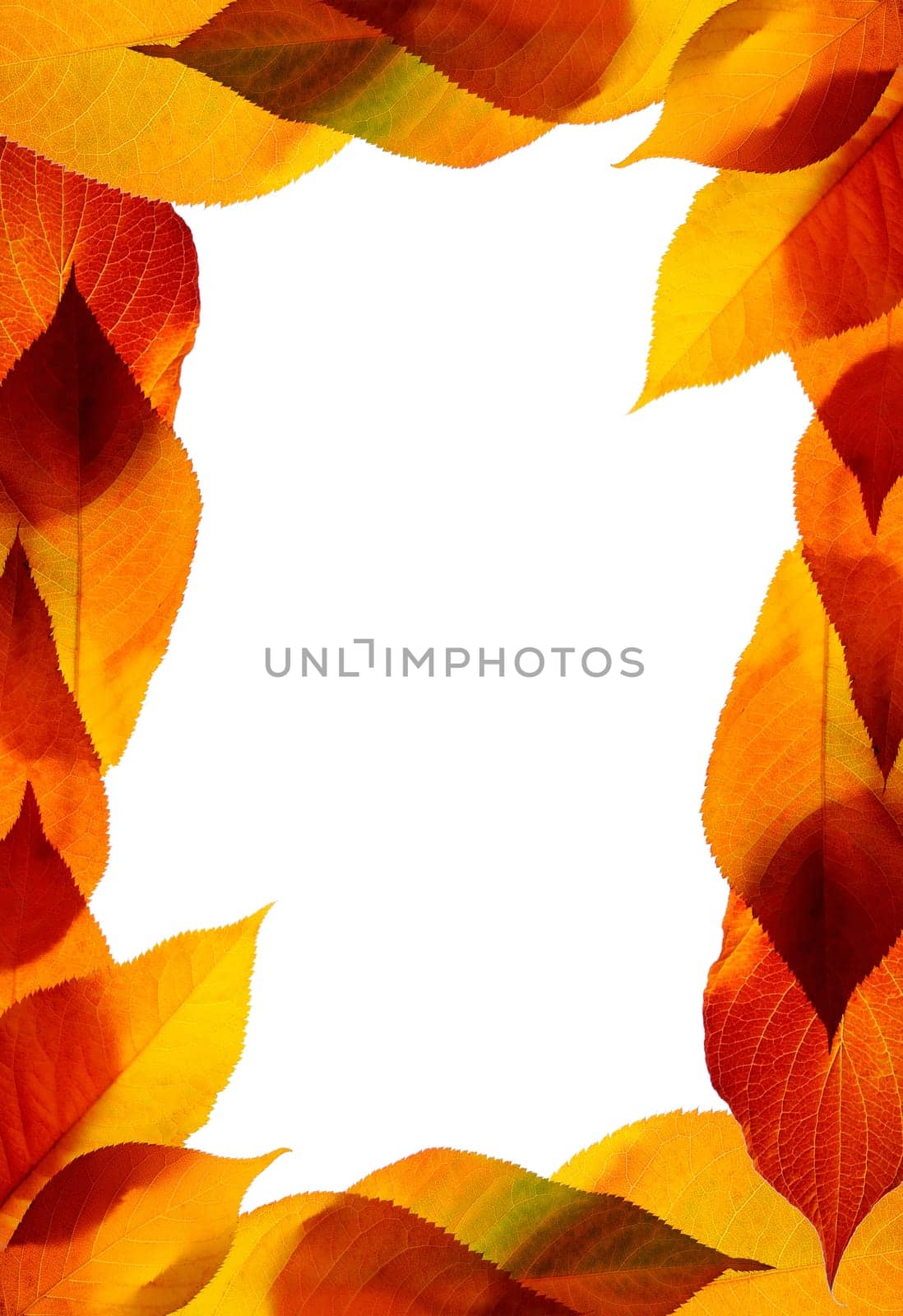 Autumn leaves