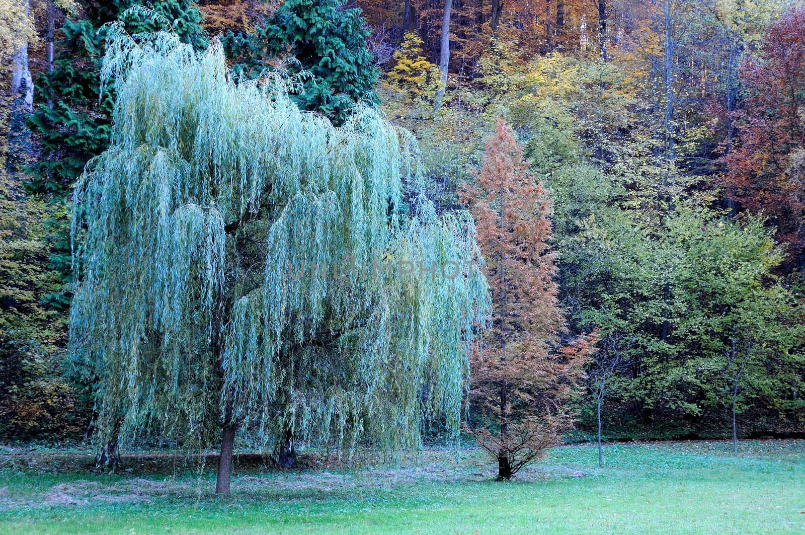 Fall tree