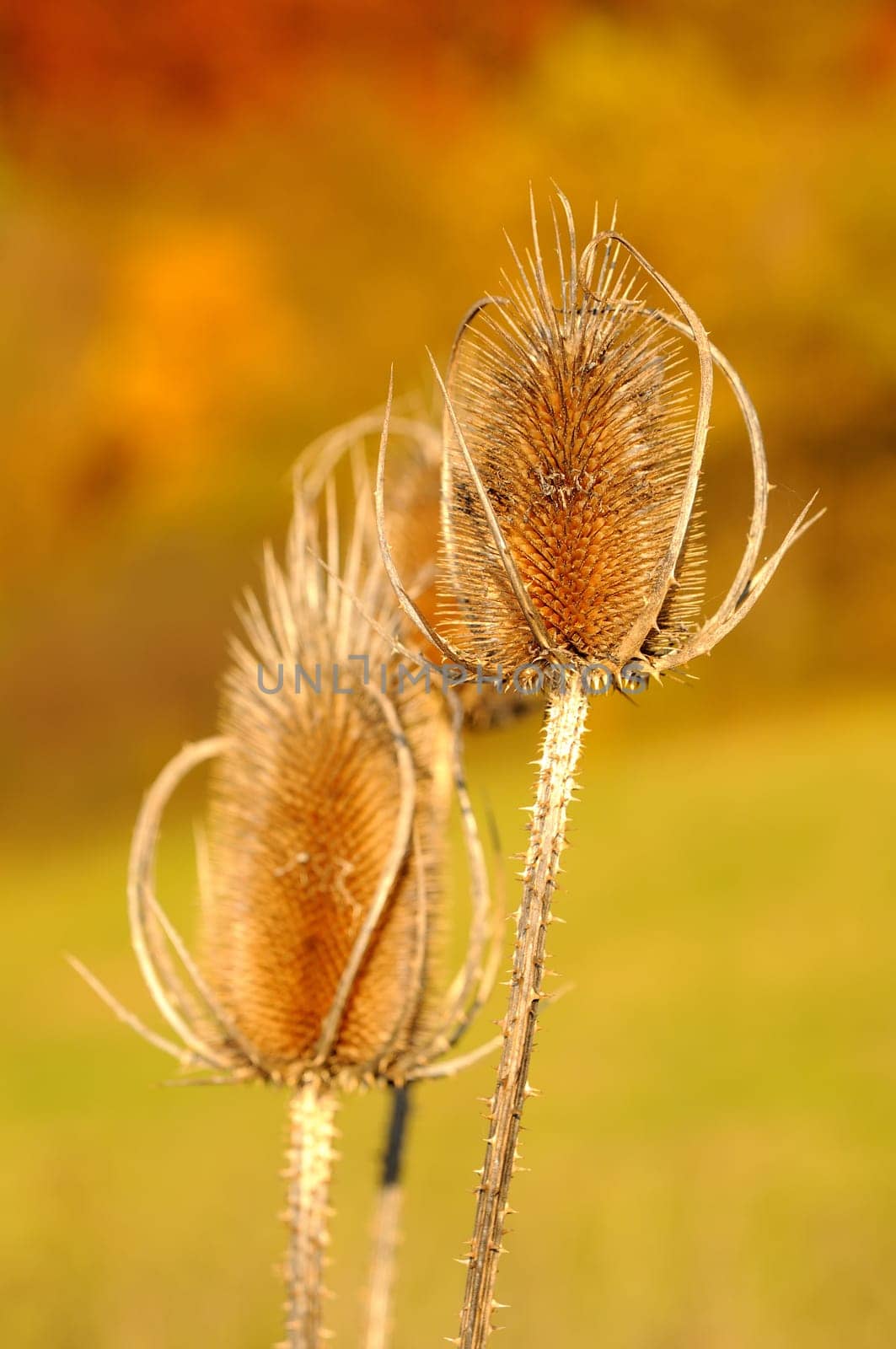 Thistle