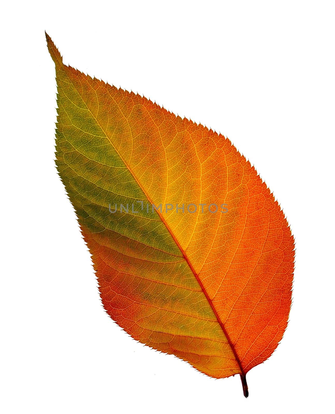Autumn leaf