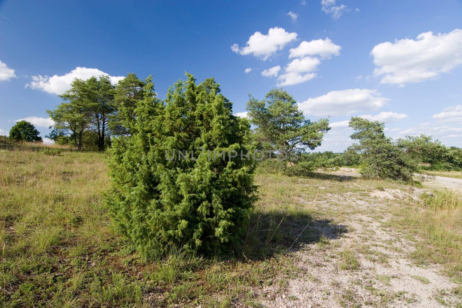 NSG Ruin Homburg near Gssenheim. Habitat steppe heath forest a special feature