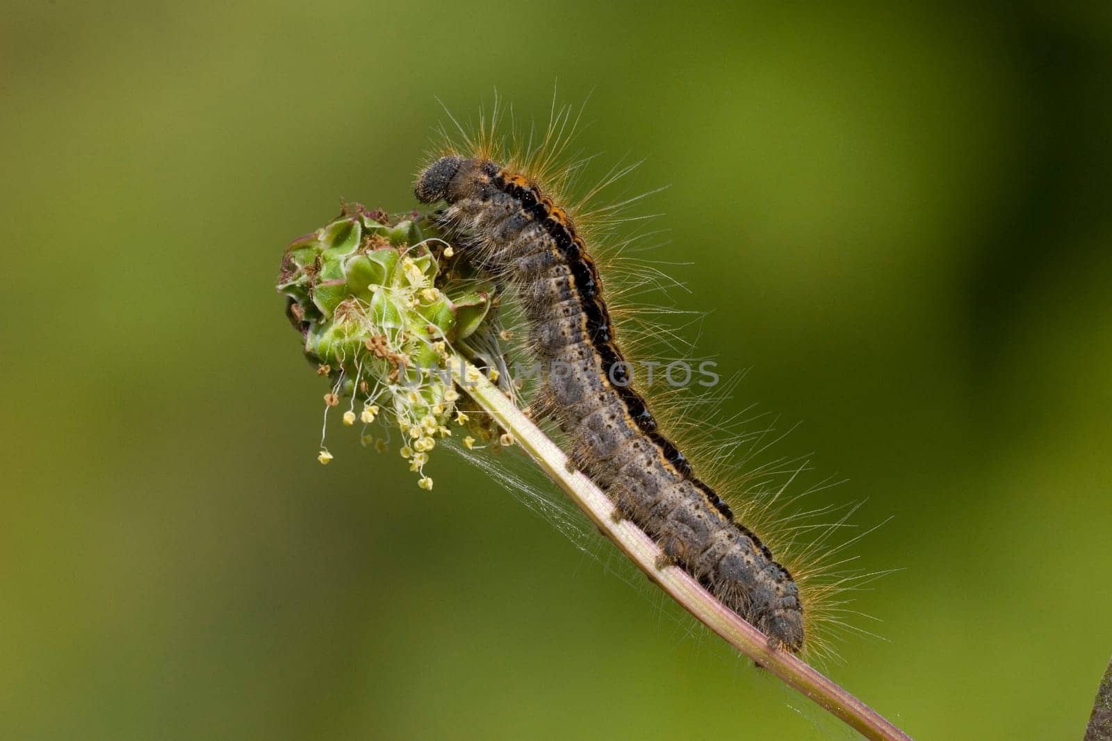 Milkweed moth,Malacosoma castrensis