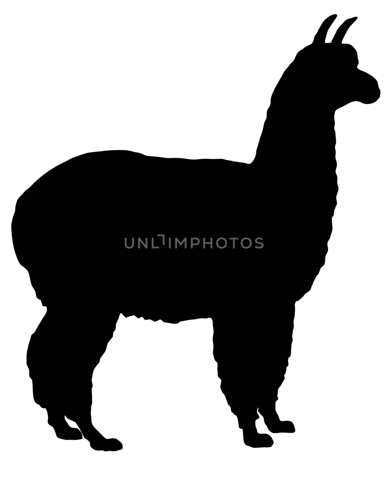 Alpaca