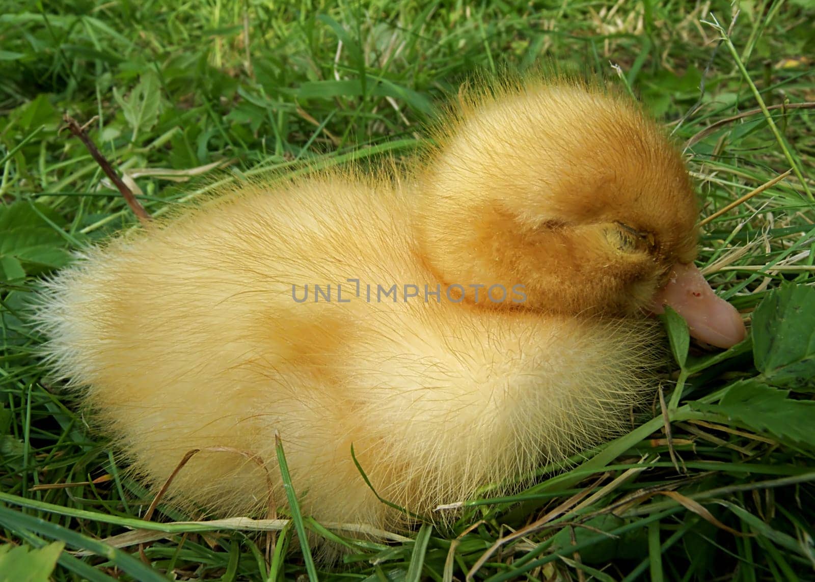 Sleeping Duckling