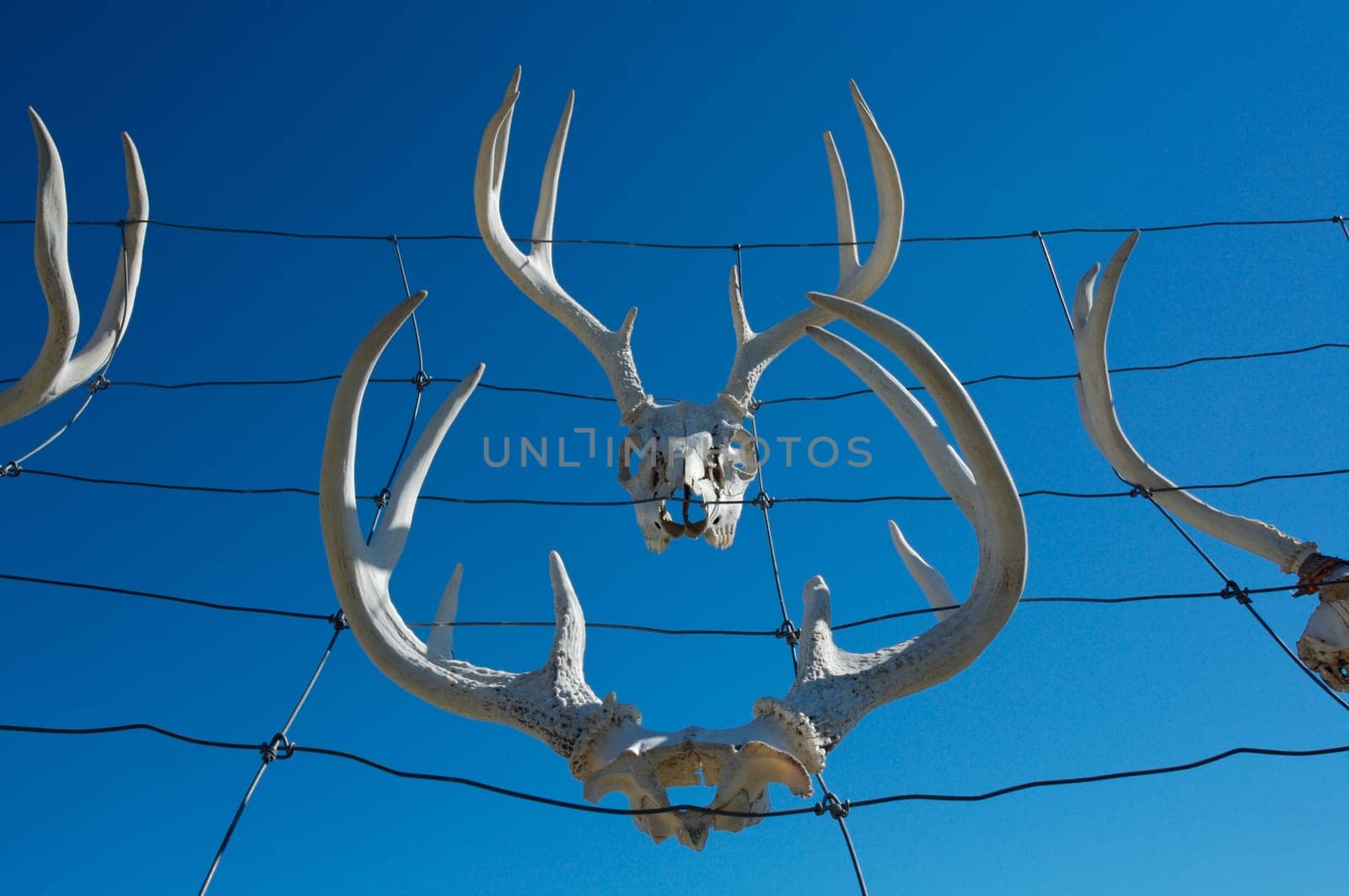 Deer Antlers
