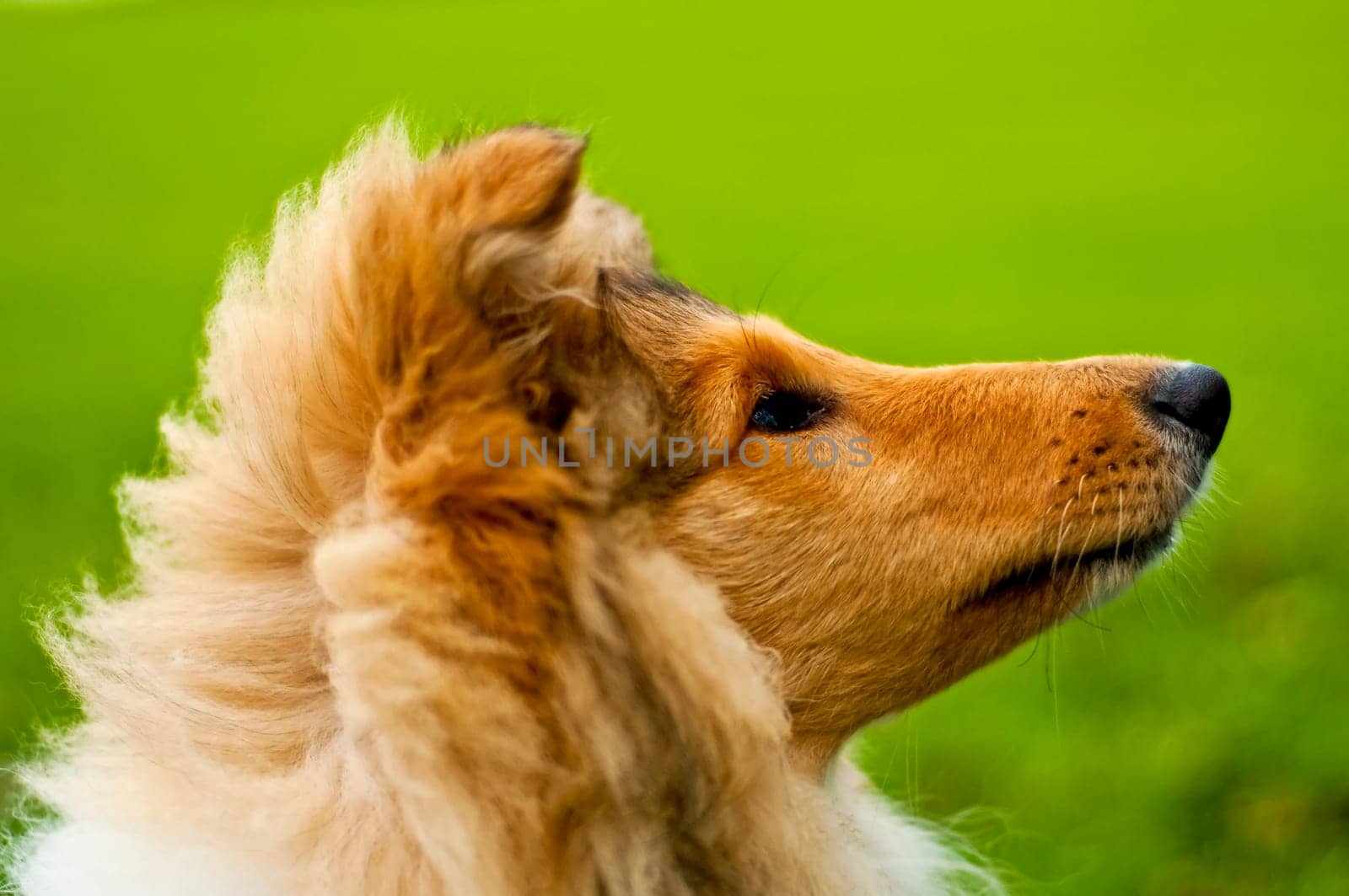 Collie
