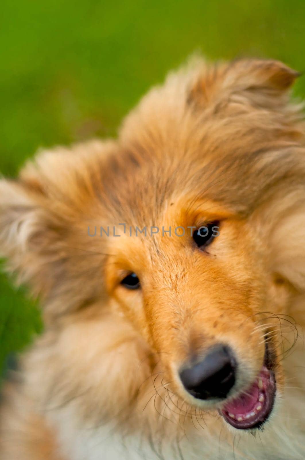 Collie