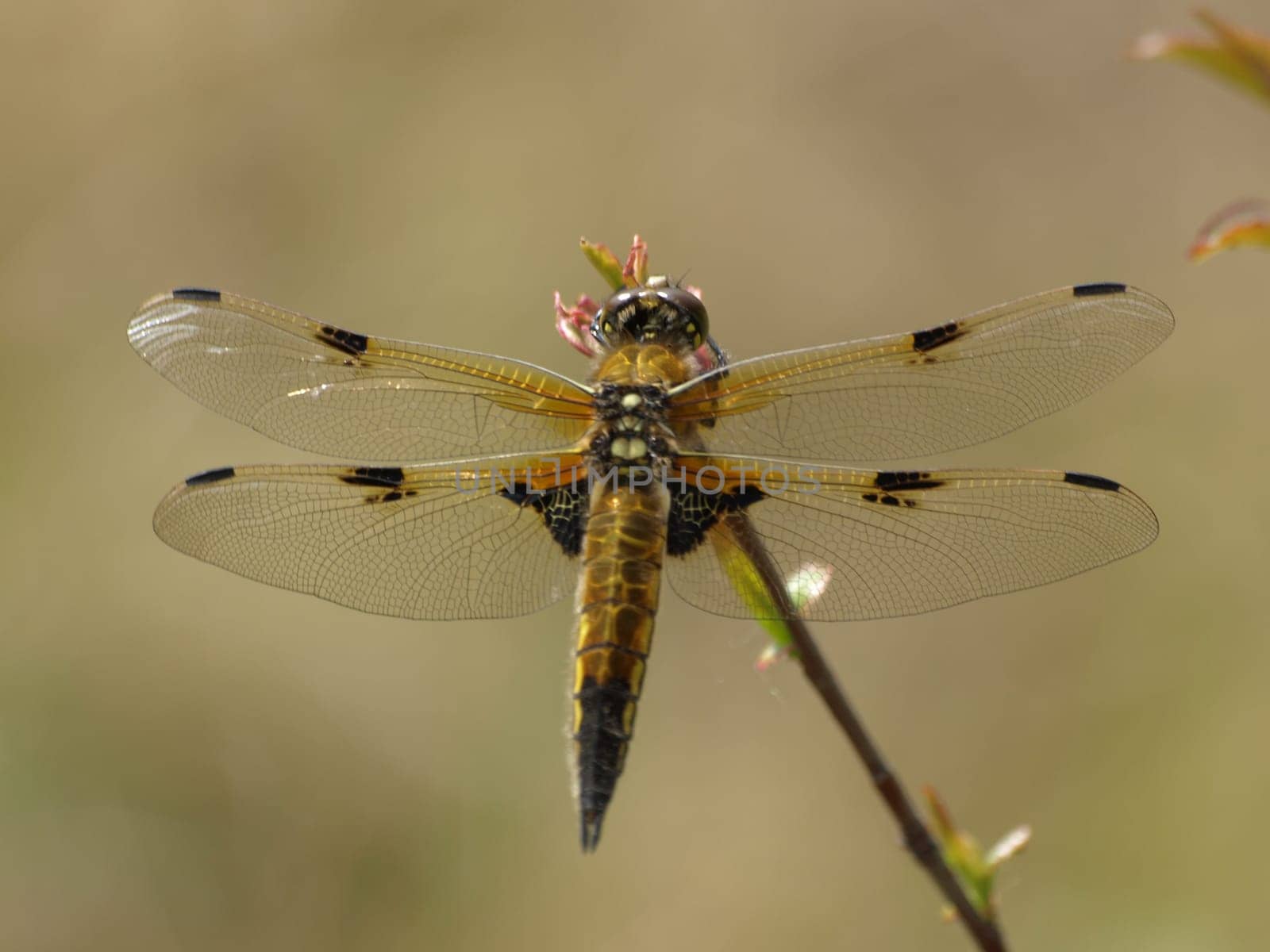 Dragonfly 4 Spot