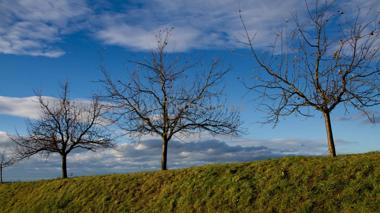 Trees in autumn