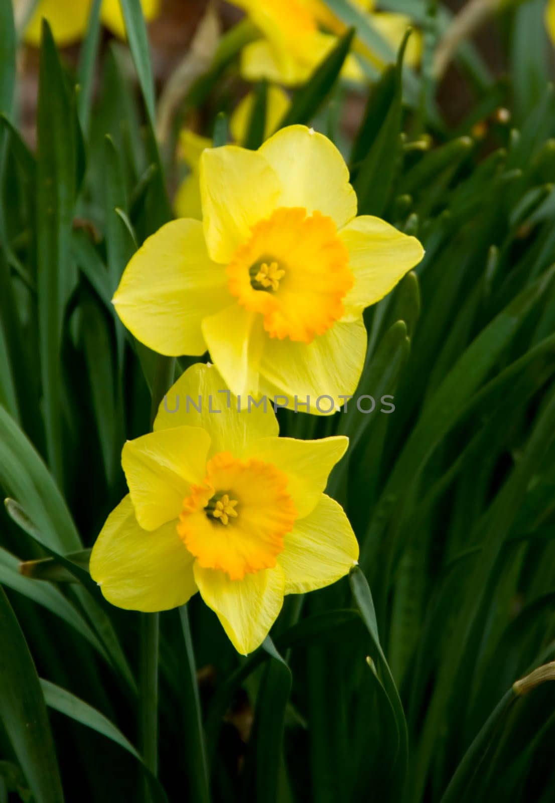 Daffodils