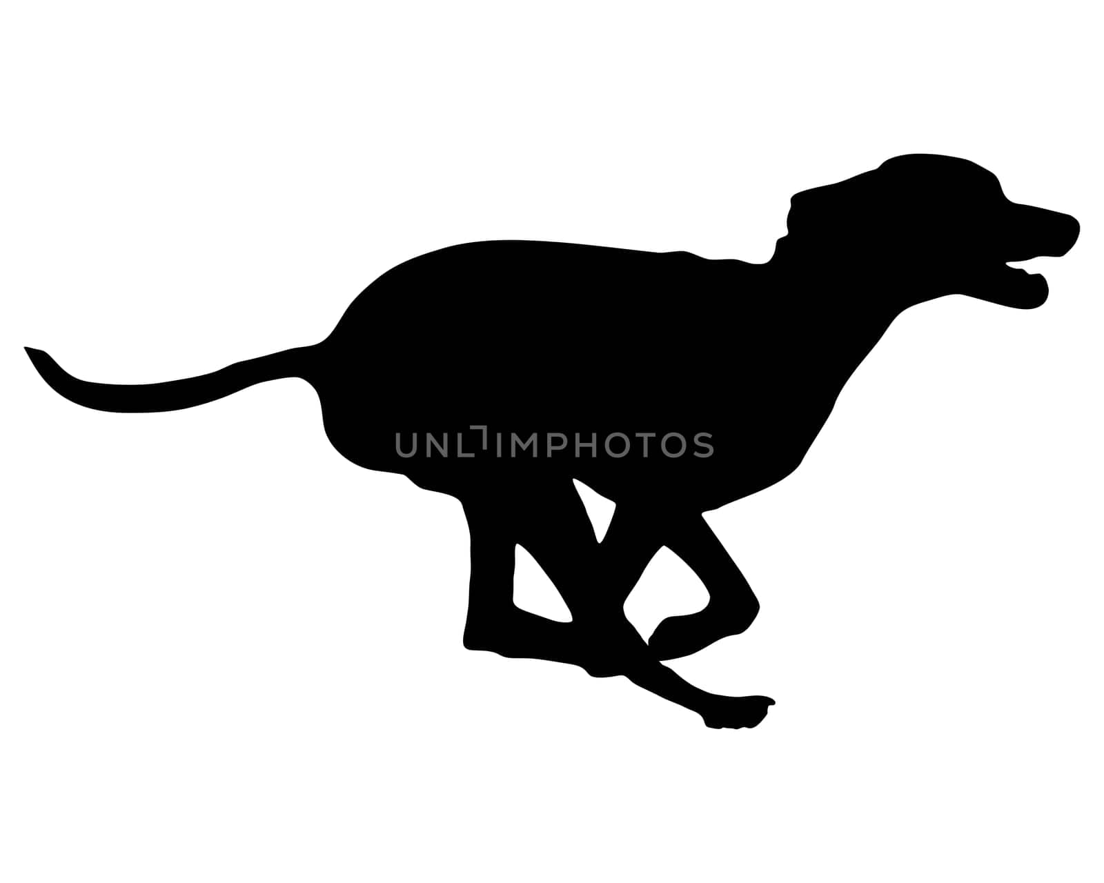 Dog training