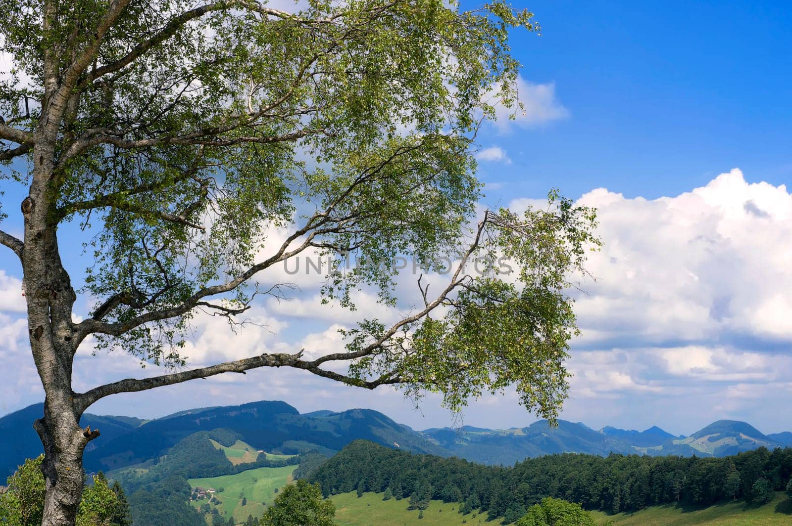 Birch at the Scheltenpass