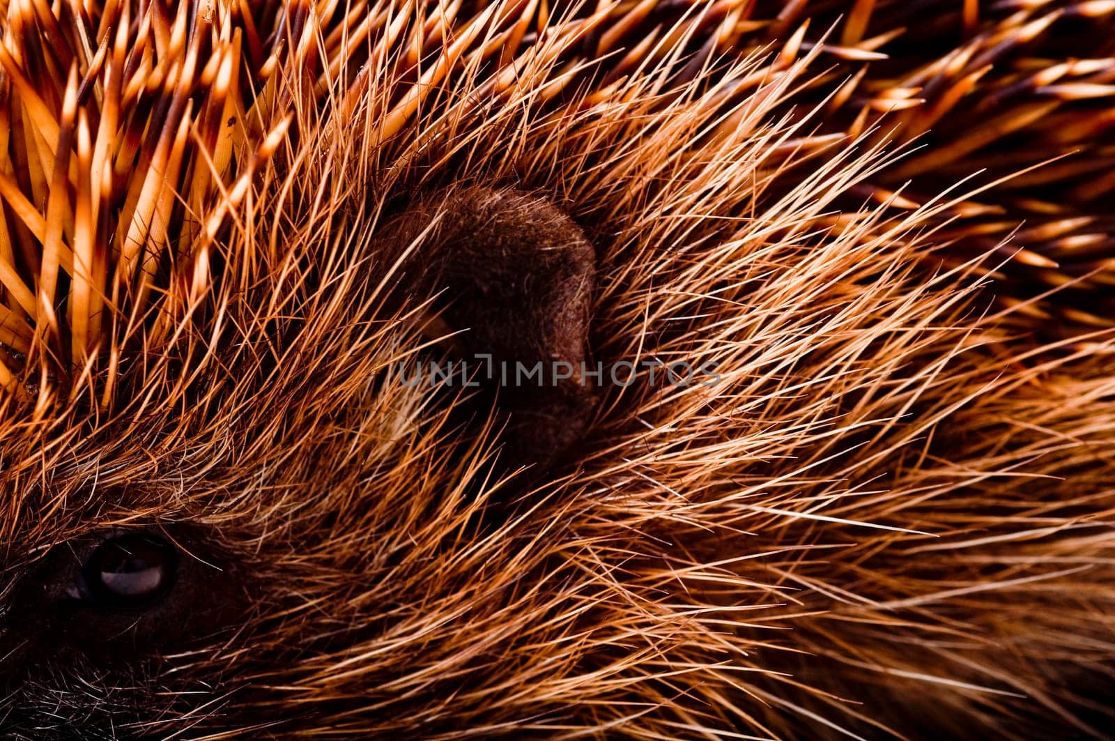 Hedgehog on white background