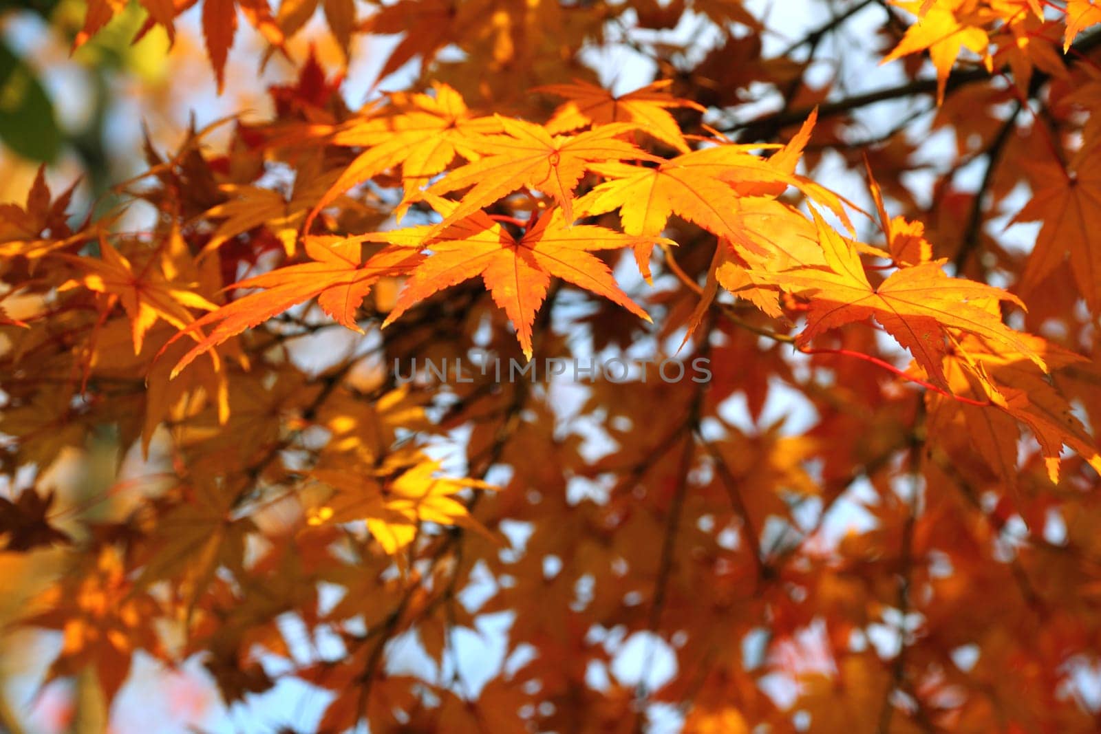 Japanese maple in autumn
