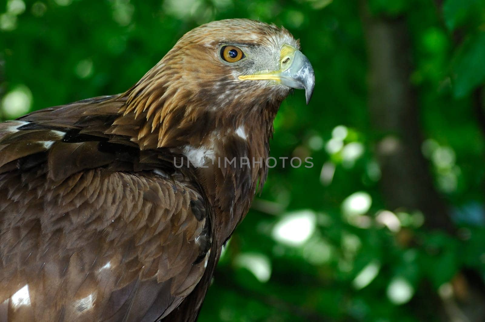 Golden eagle