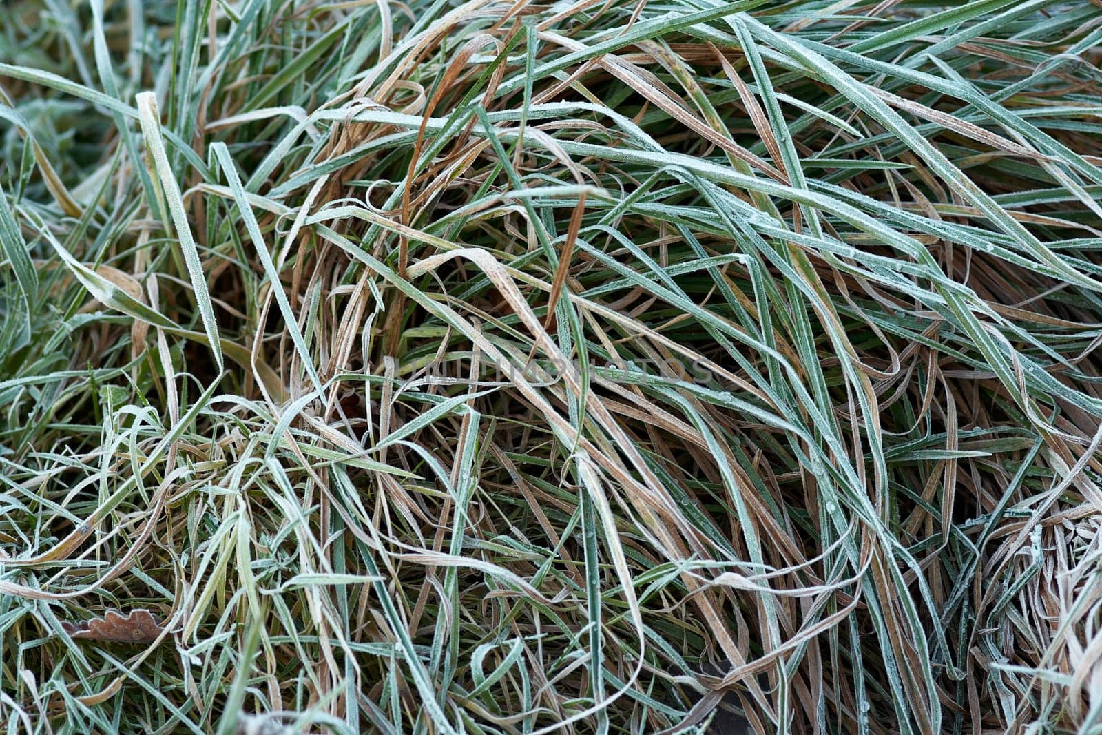 frozen grass - ground frost